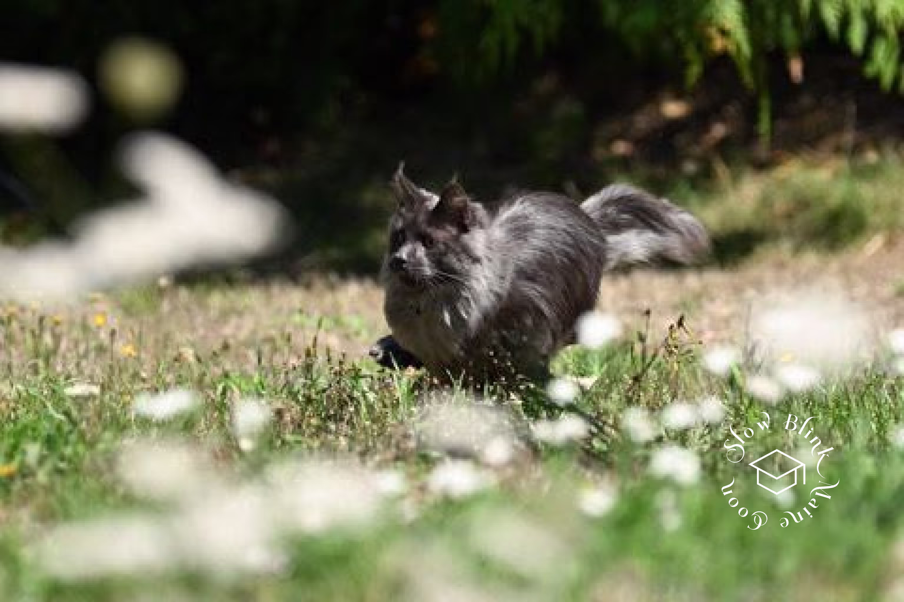Customer Pictures of their Maine Coon Cats and Kittens who "Graduated" from SlowBlink MaineCoons > blue smoke maine coon | ems code mco as | male | idx05