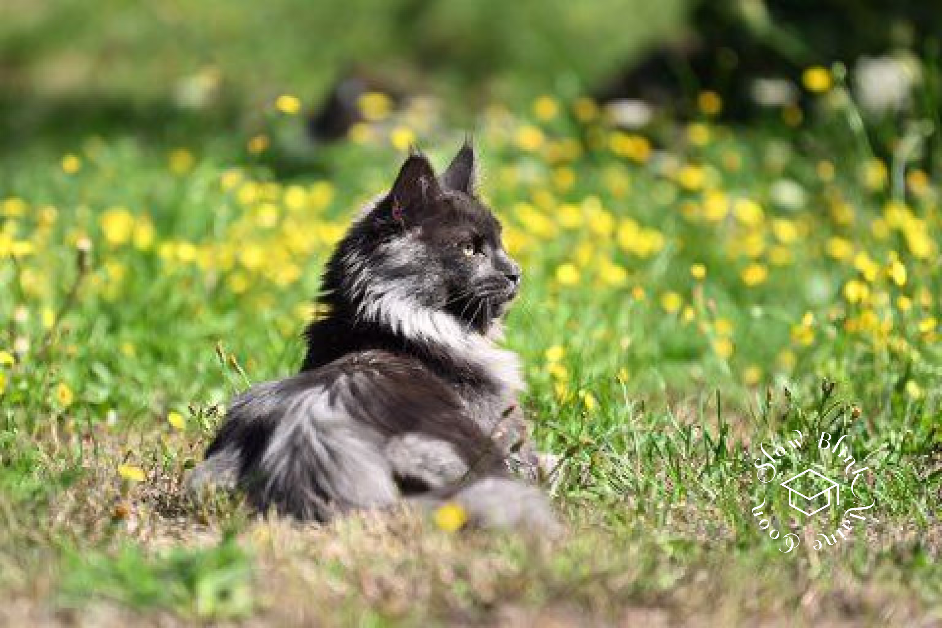 Customer Pictures of their Maine Coon Cats and Kittens who "Graduated" from SlowBlink MaineCoons > blue smoke maine coon | ems code mco as | male | idx06