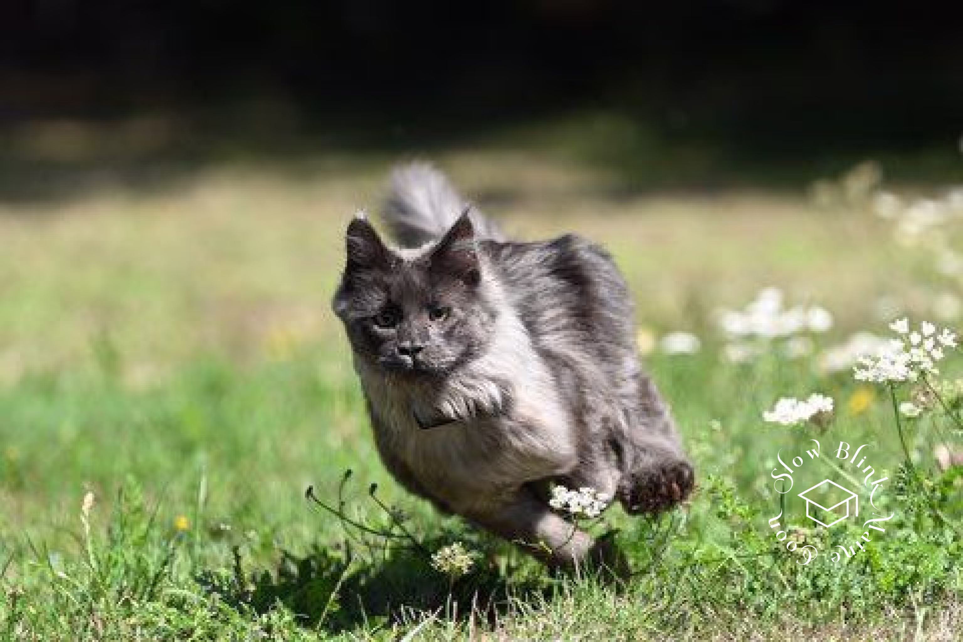 Customer Pictures of their Maine Coon Cats and Kittens who "Graduated" from SlowBlink MaineCoons > blue smoke maine coon | ems code mco as | male | idx07