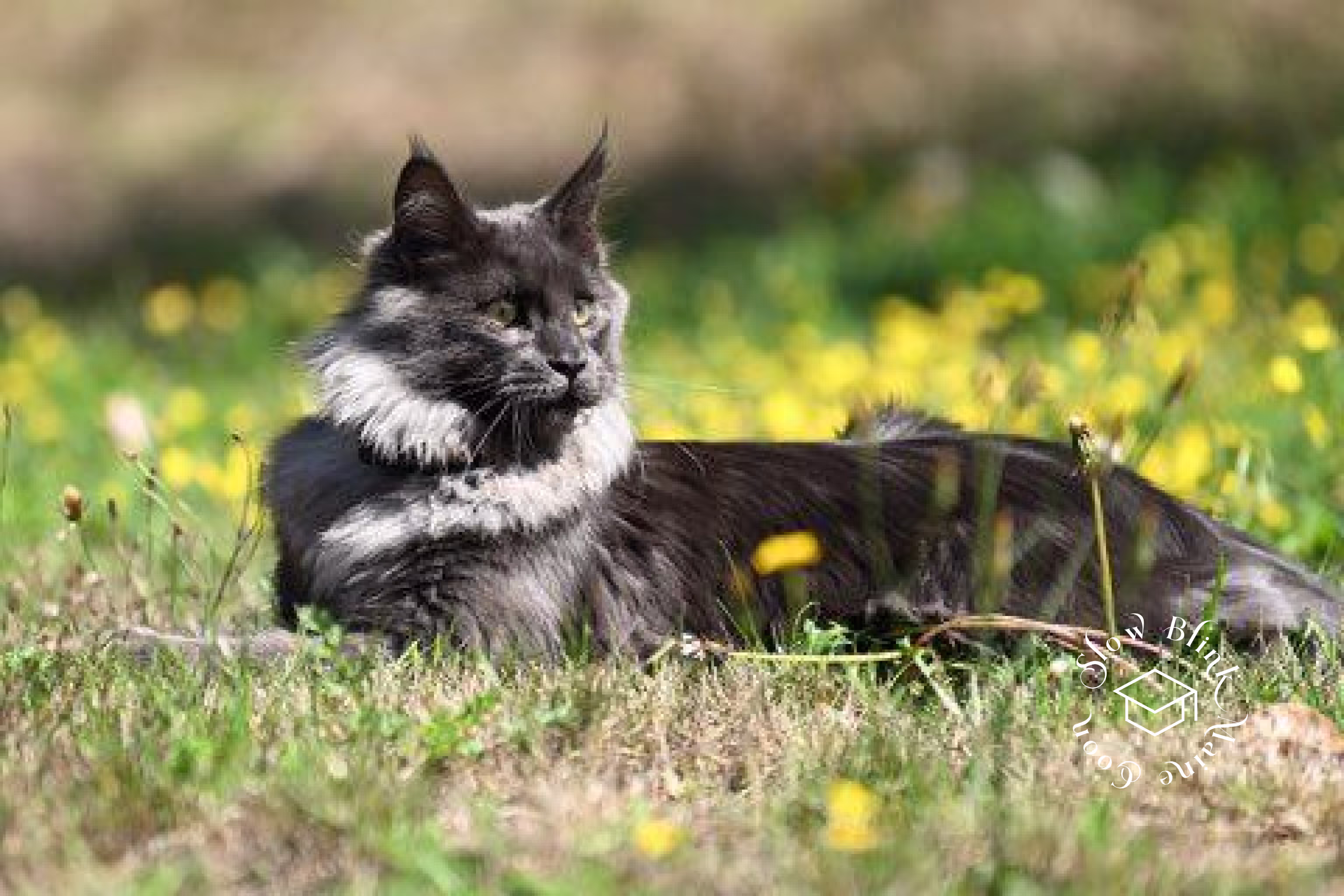 Customer Pictures of their Maine Coon Cats and Kittens who "Graduated" from SlowBlink MaineCoons > blue smoke maine coon | ems code mco as | male | idx08