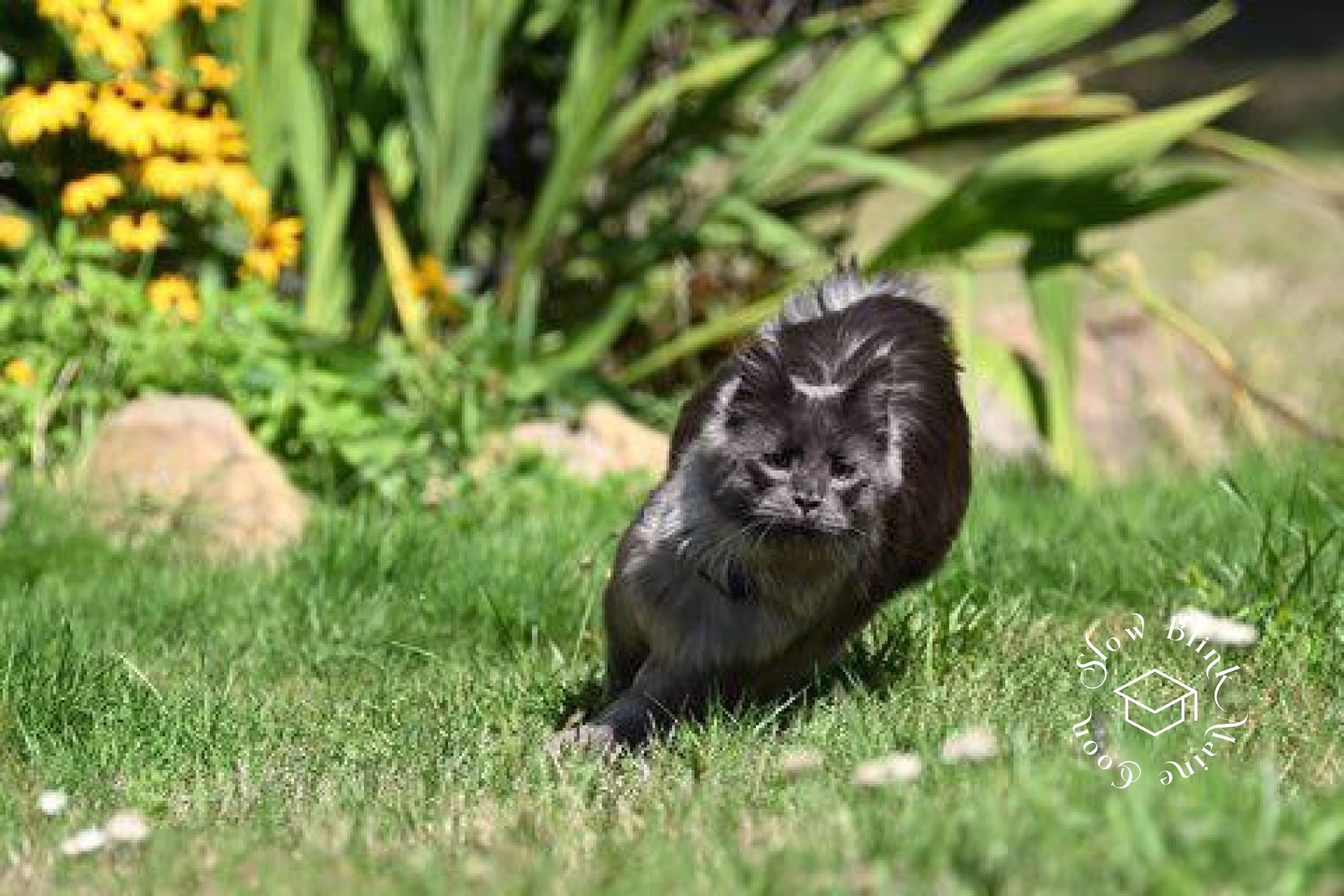 Customer Pictures of their Maine Coon Cats and Kittens who "Graduated" from SlowBlink MaineCoons > blue smoke maine coon | ems code mco as | male | idx09