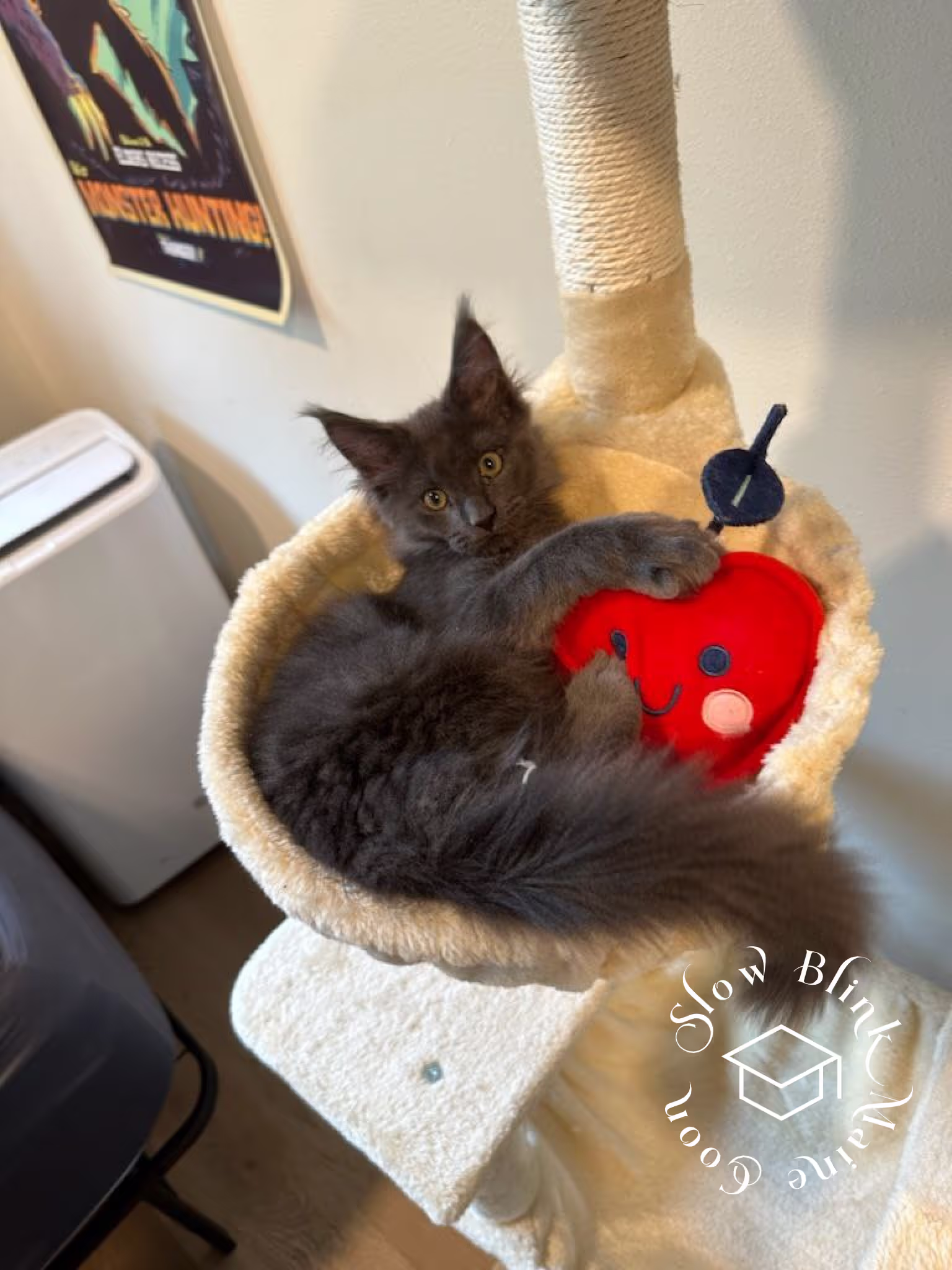 Customer Pictures of their Maine Coon Cats and Kittens who "Graduated" from SlowBlink MaineCoons > blue smoke maine coon | ems code mco as | male | idx10