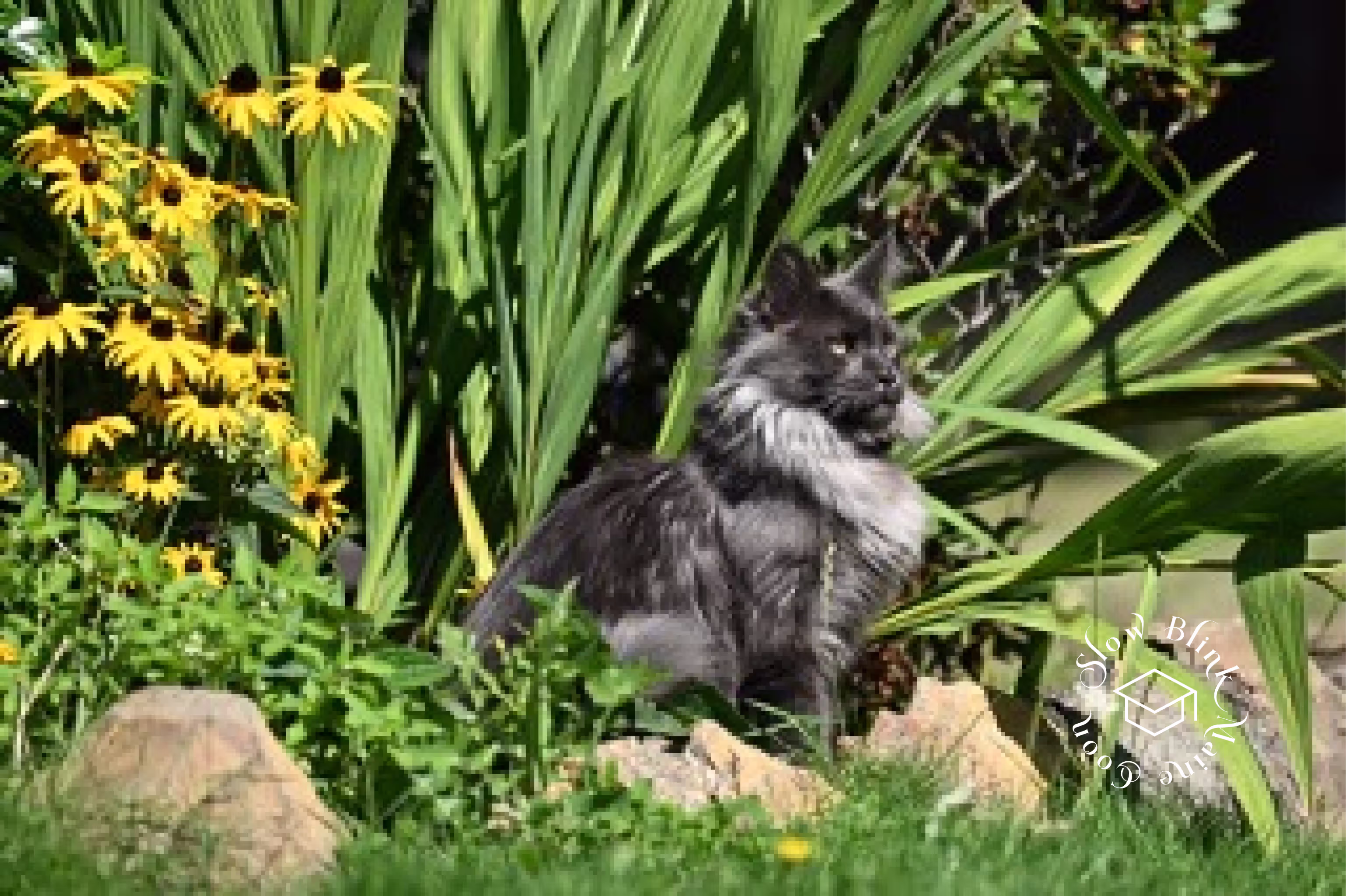 Customer Pictures of their Maine Coon Cats and Kittens who "Graduated" from SlowBlink MaineCoons > blue smoke maine coon | ems code mco as | male | idx11