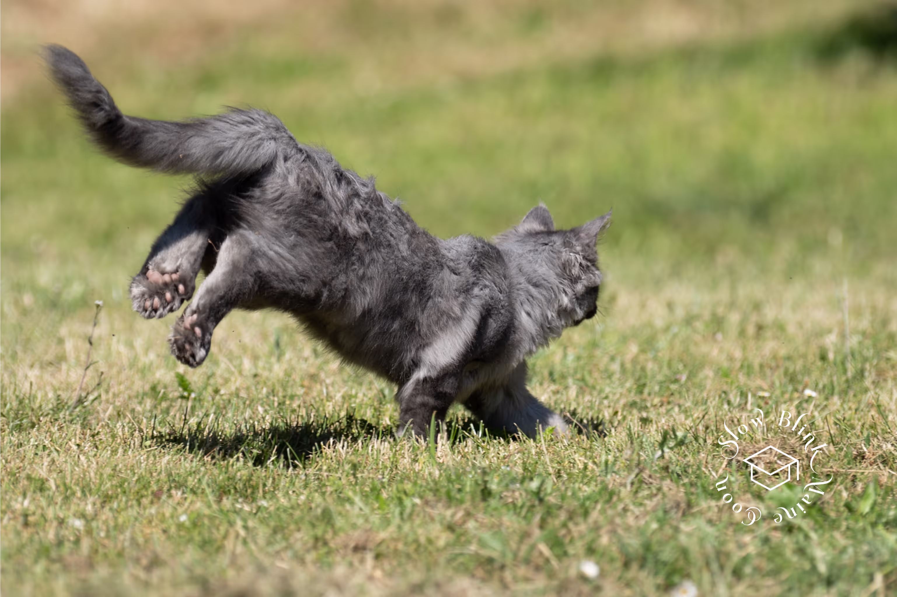 Customer Pictures of their Maine Coon Cats and Kittens who "Graduated" from SlowBlink MaineCoons > blue smoke maine coon | ems code mco as | male | idx12