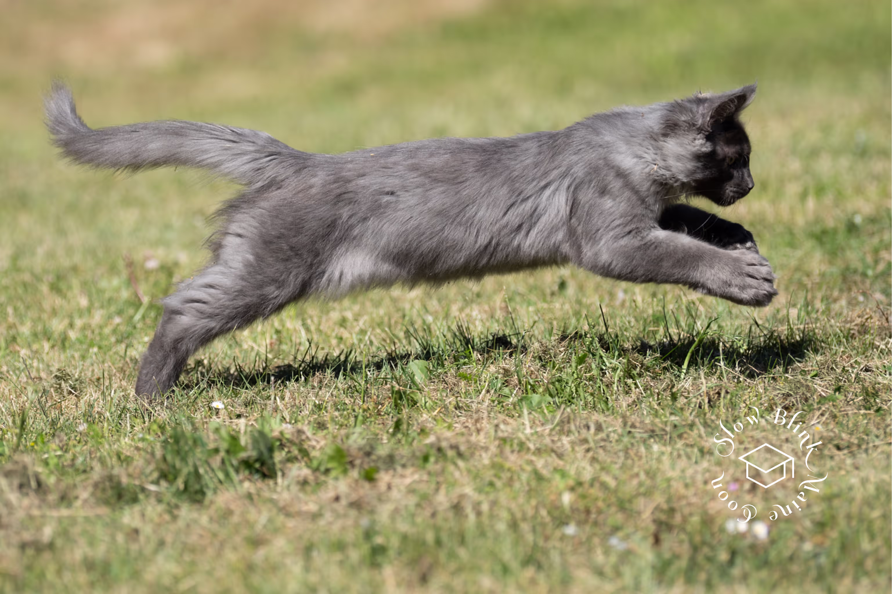 Customer Pictures of their Maine Coon Cats and Kittens who "Graduated" from SlowBlink MaineCoons > blue smoke maine coon | ems code mco as | male | idx13