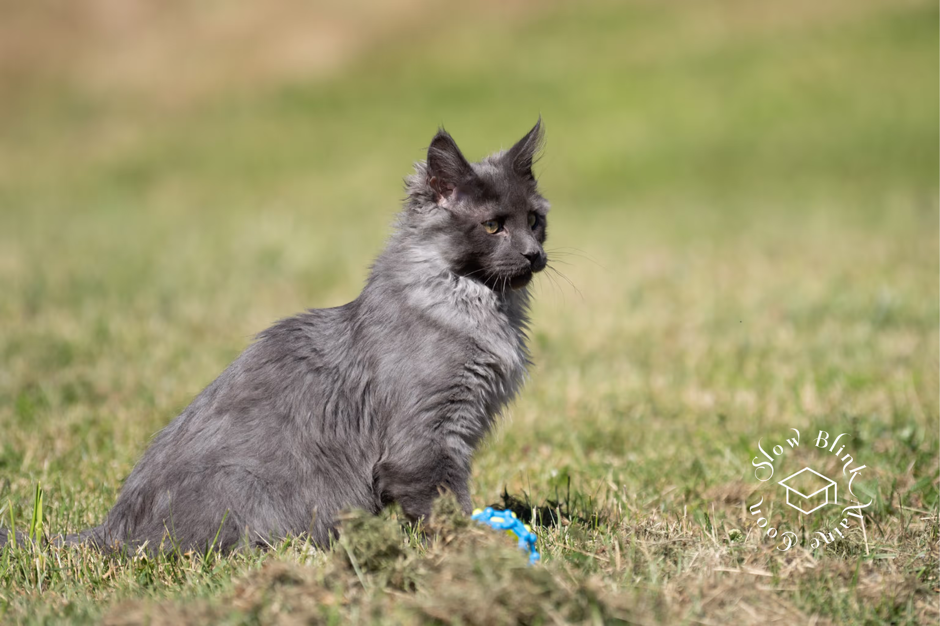 Customer Pictures of their Maine Coon Cats and Kittens who "Graduated" from SlowBlink MaineCoons > blue smoke maine coon | ems code mco as | male | idx14