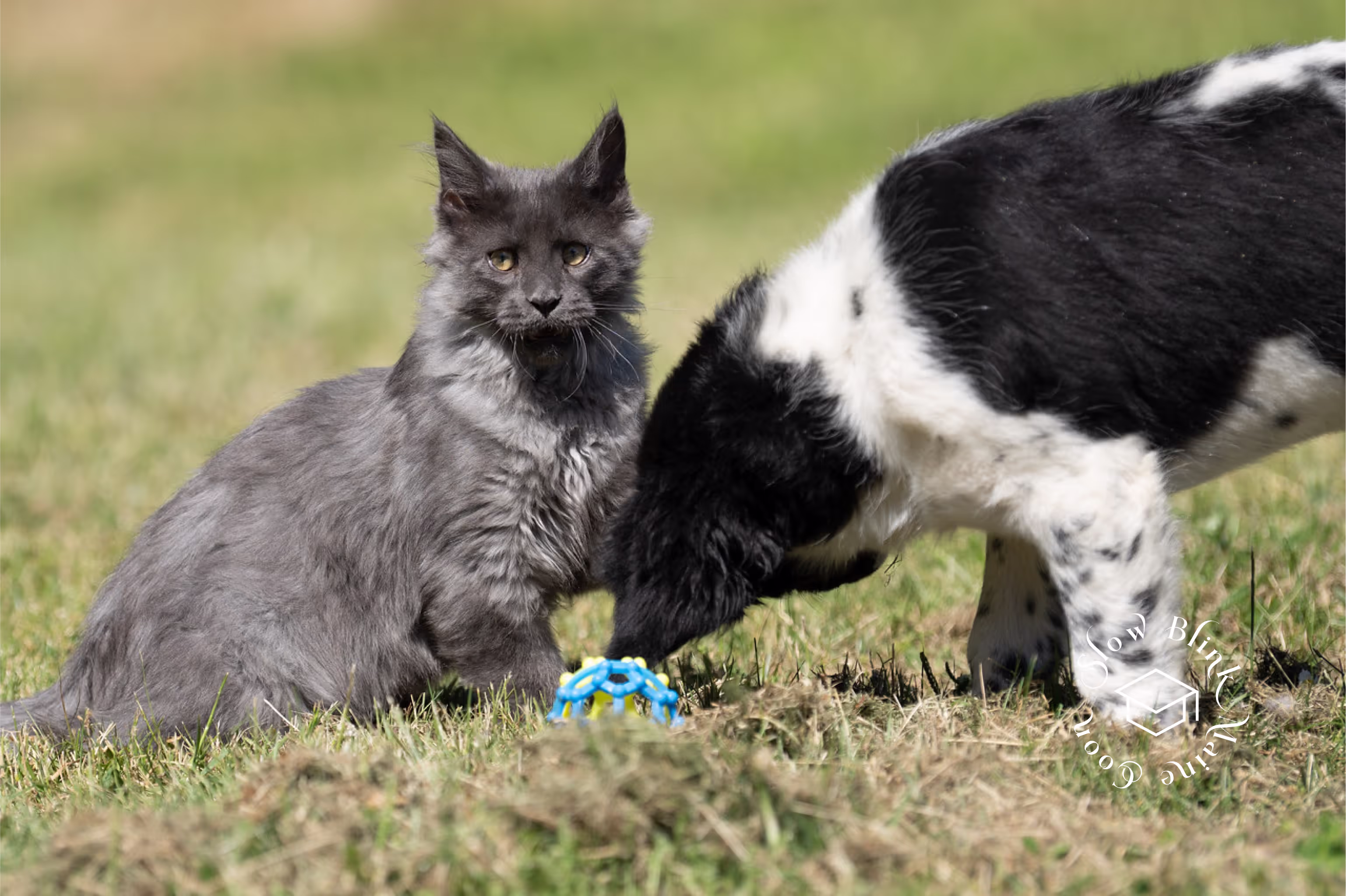 Customer Pictures of their Maine Coon Cats and Kittens who "Graduated" from SlowBlink MaineCoons > blue smoke maine coon | ems code mco as | male | idx15