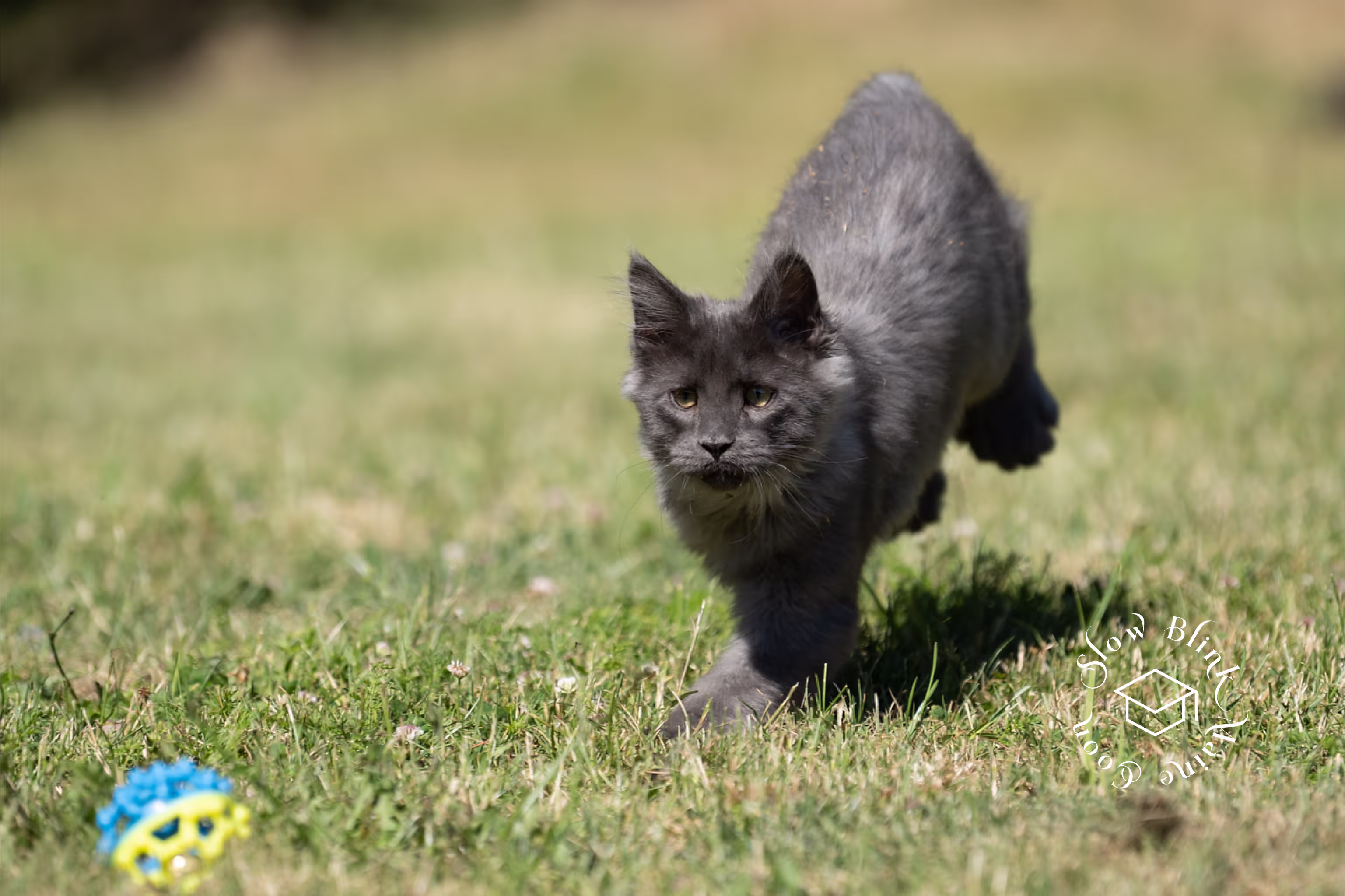 Customer Pictures of their Maine Coon Cats and Kittens who "Graduated" from SlowBlink MaineCoons > blue smoke maine coon | ems code mco as | male | idx17