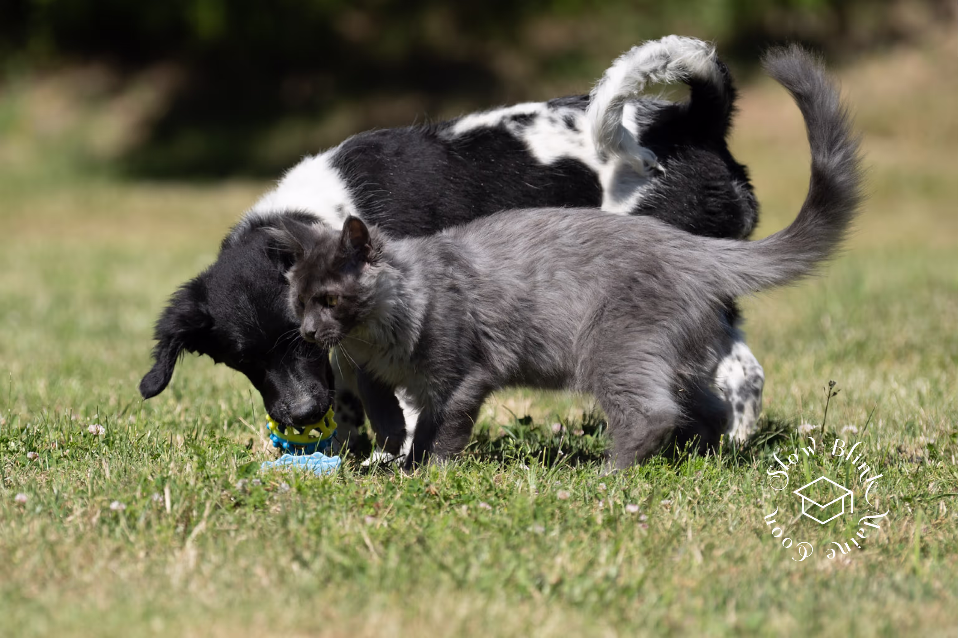 Customer Pictures of their Maine Coon Cats and Kittens who "Graduated" from SlowBlink MaineCoons > blue smoke maine coon | ems code mco as | male | idx18