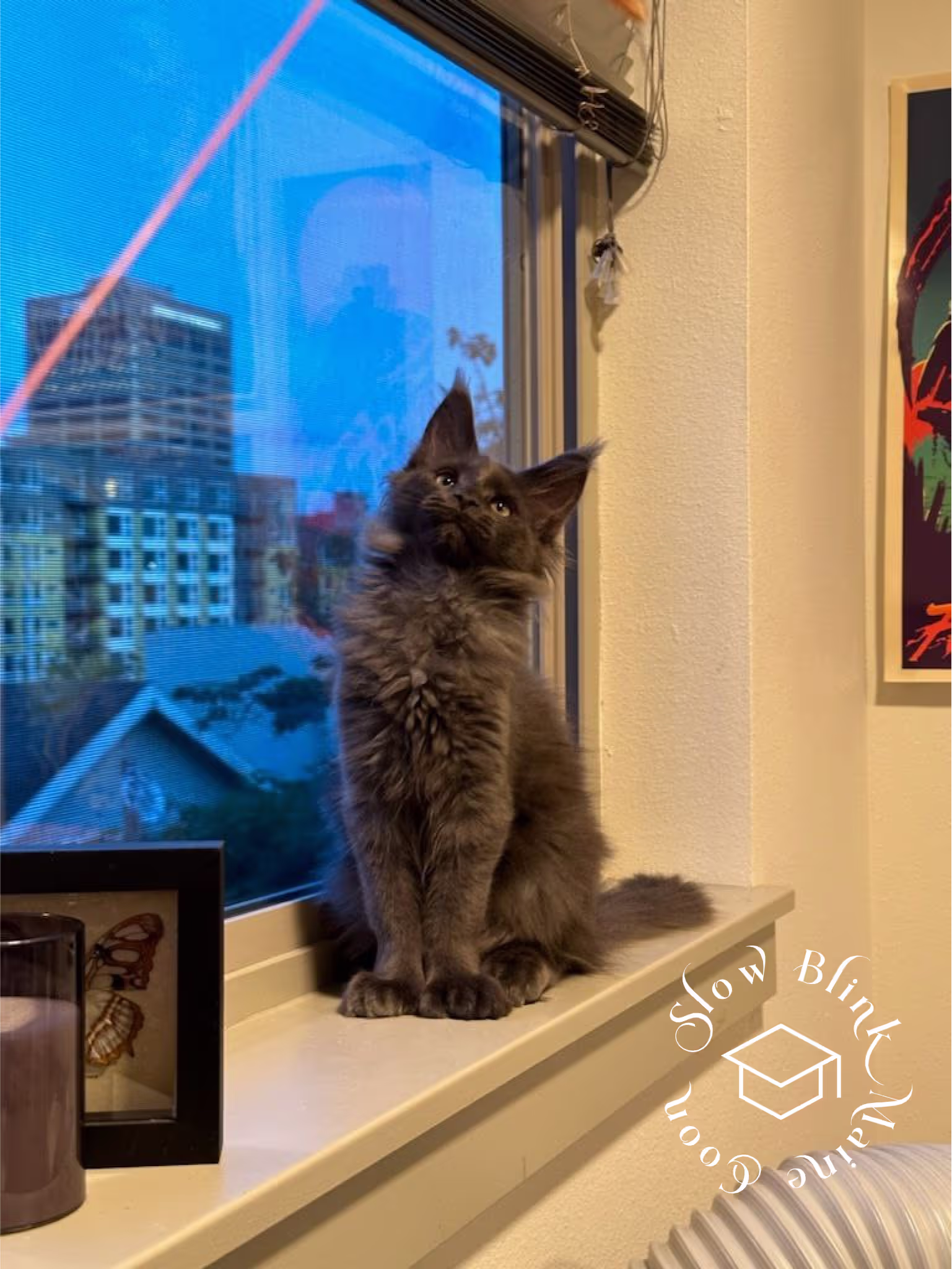 Customer Pictures of their Maine Coon Cats and Kittens who "Graduated" from SlowBlink MaineCoons > blue smoke maine coon | ems code mco as | male | idx19