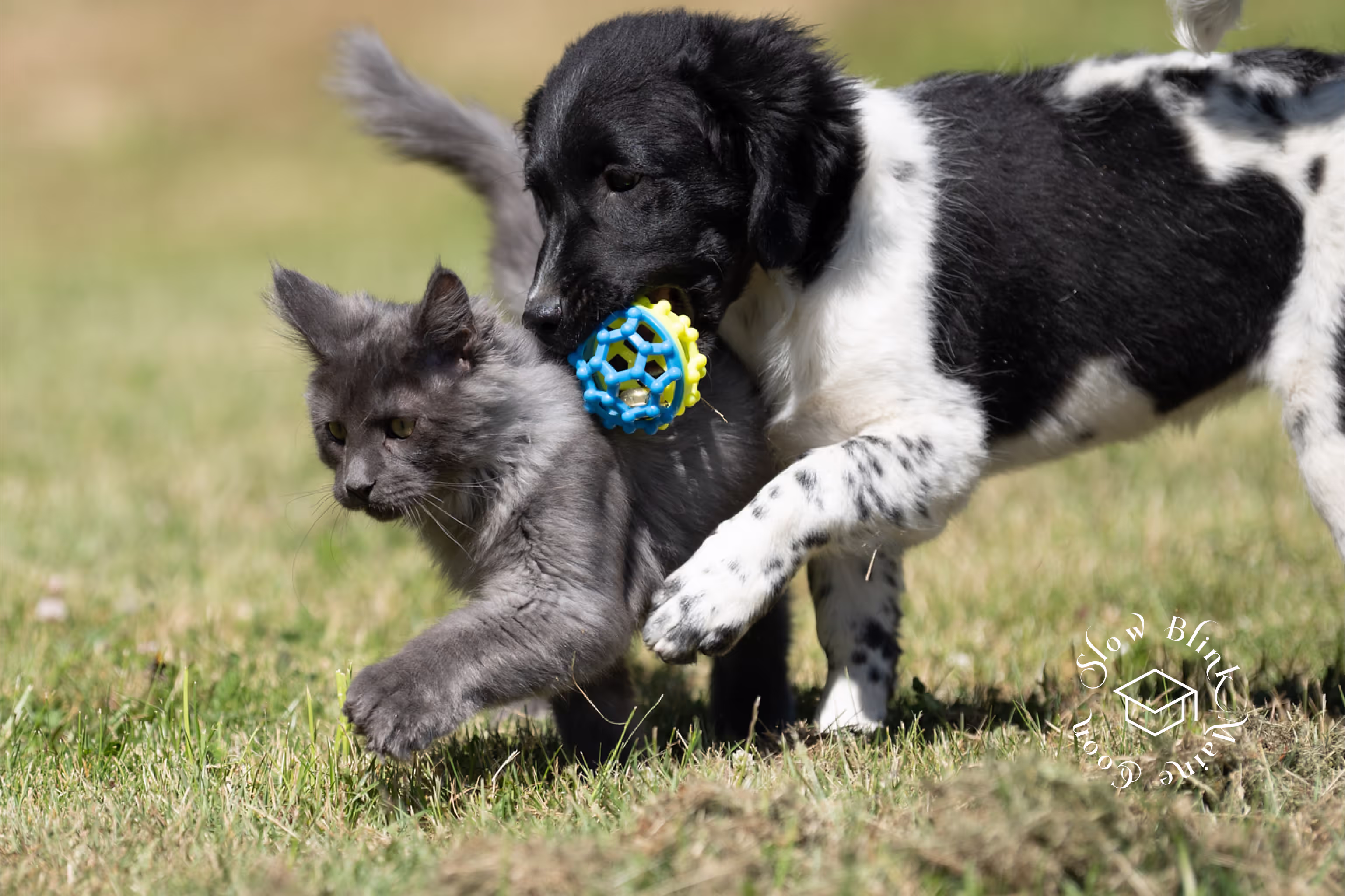 Customer Pictures of their Maine Coon Cats and Kittens who "Graduated" from SlowBlink MaineCoons > blue smoke maine coon | ems code mco as | male | idx21