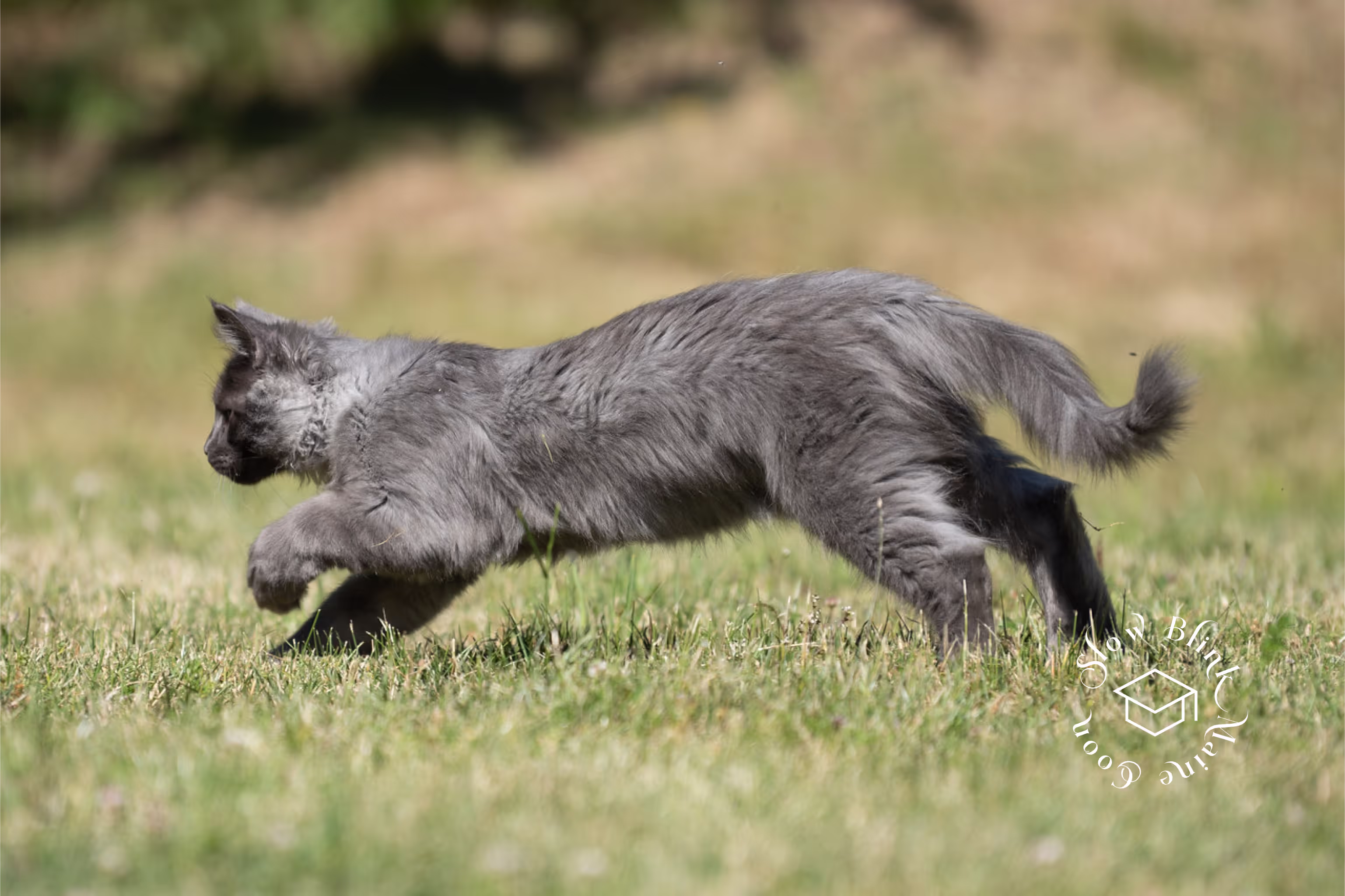 Customer Pictures of their Maine Coon Cats and Kittens who "Graduated" from SlowBlink MaineCoons > blue smoke maine coon | ems code mco as | male | idx22
