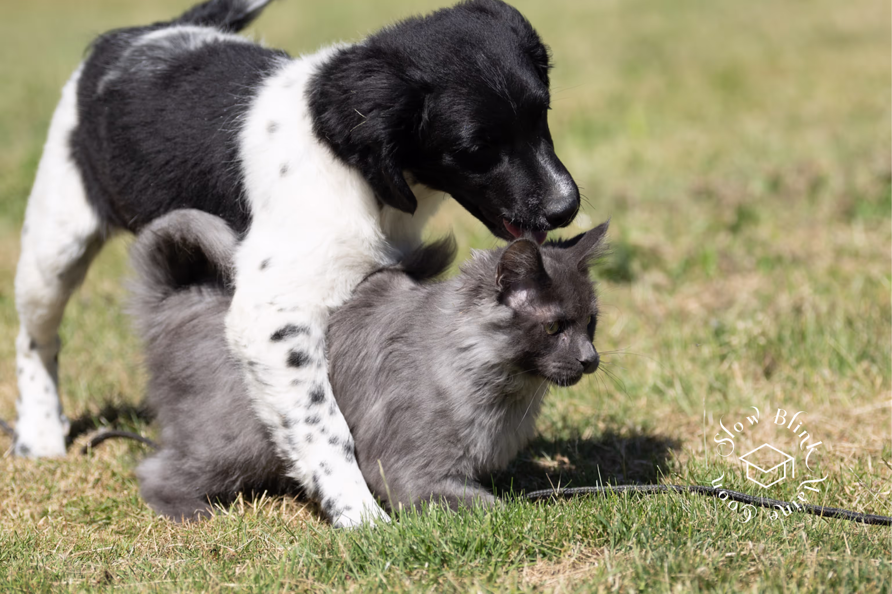 Customer Pictures of their Maine Coon Cats and Kittens who "Graduated" from SlowBlink MaineCoons > blue smoke maine coon | ems code mco as | male | idx23