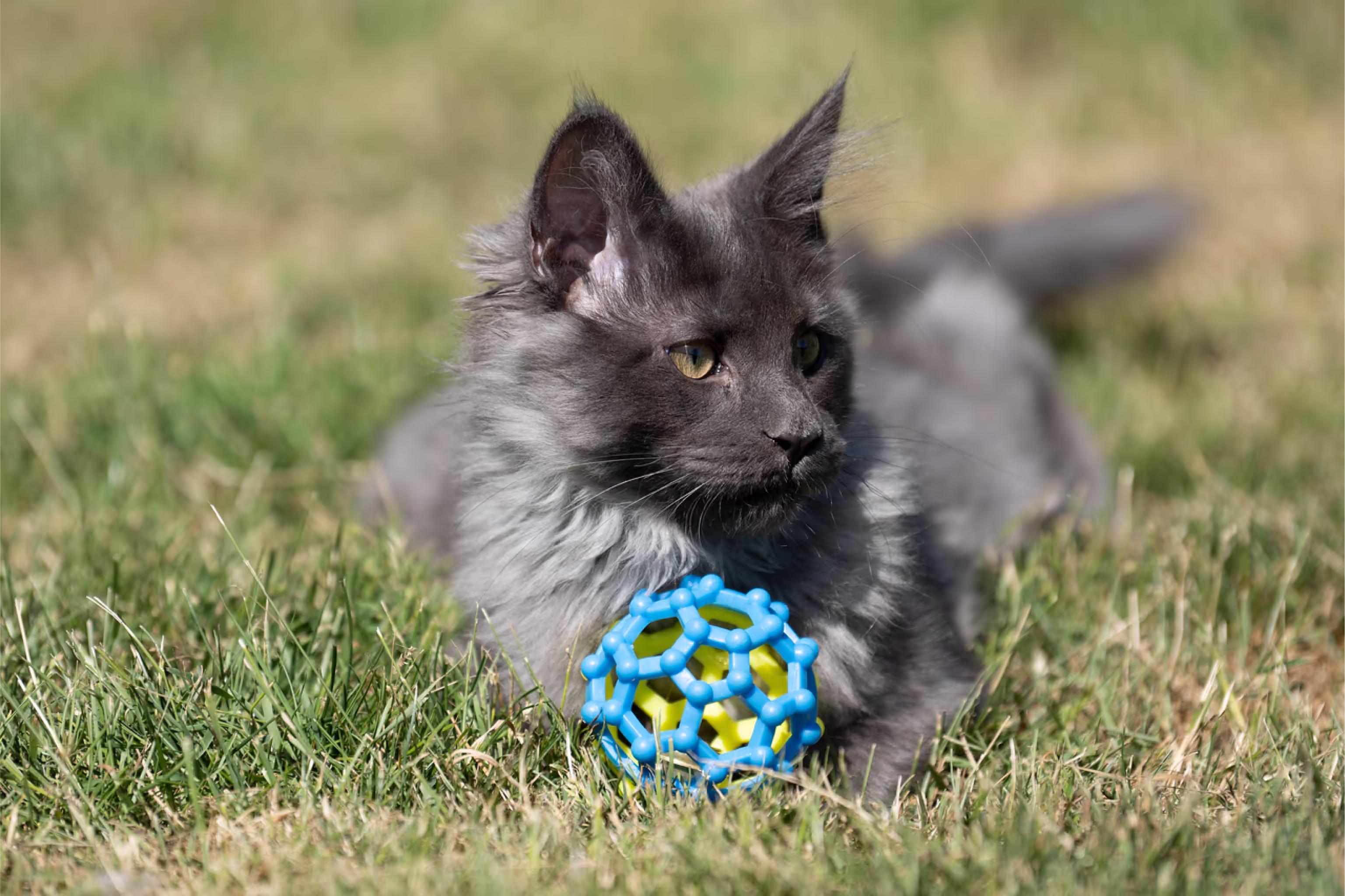 Customer Pictures of their Maine Coon Cats and Kittens who "Graduated" from SlowBlink MaineCoons > blue smoke maine coon | ems code mco as | male | idx24