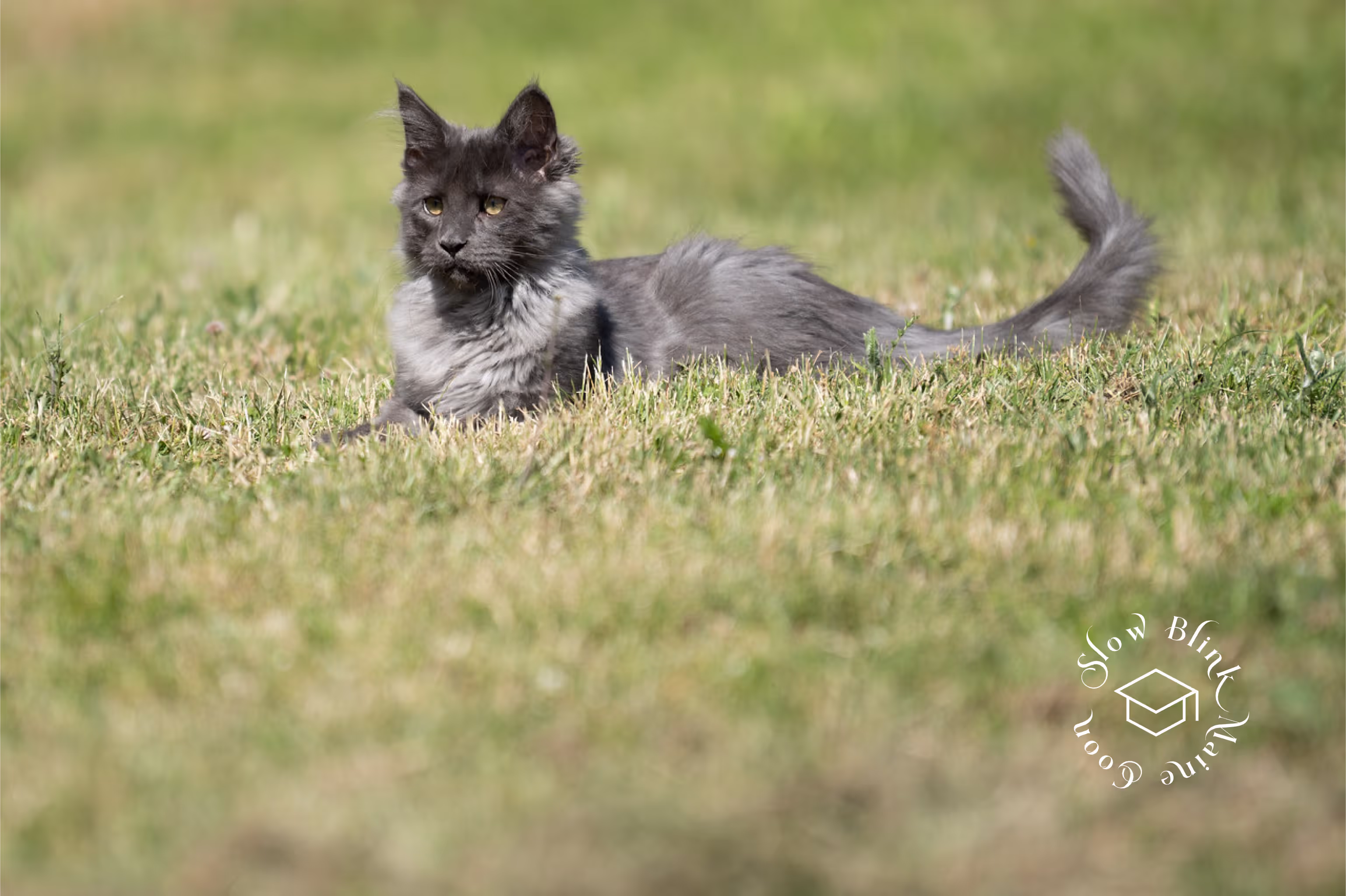 Customer Pictures of their Maine Coon Cats and Kittens who "Graduated" from SlowBlink MaineCoons > blue smoke maine coon | ems code mco as | male | idx25
