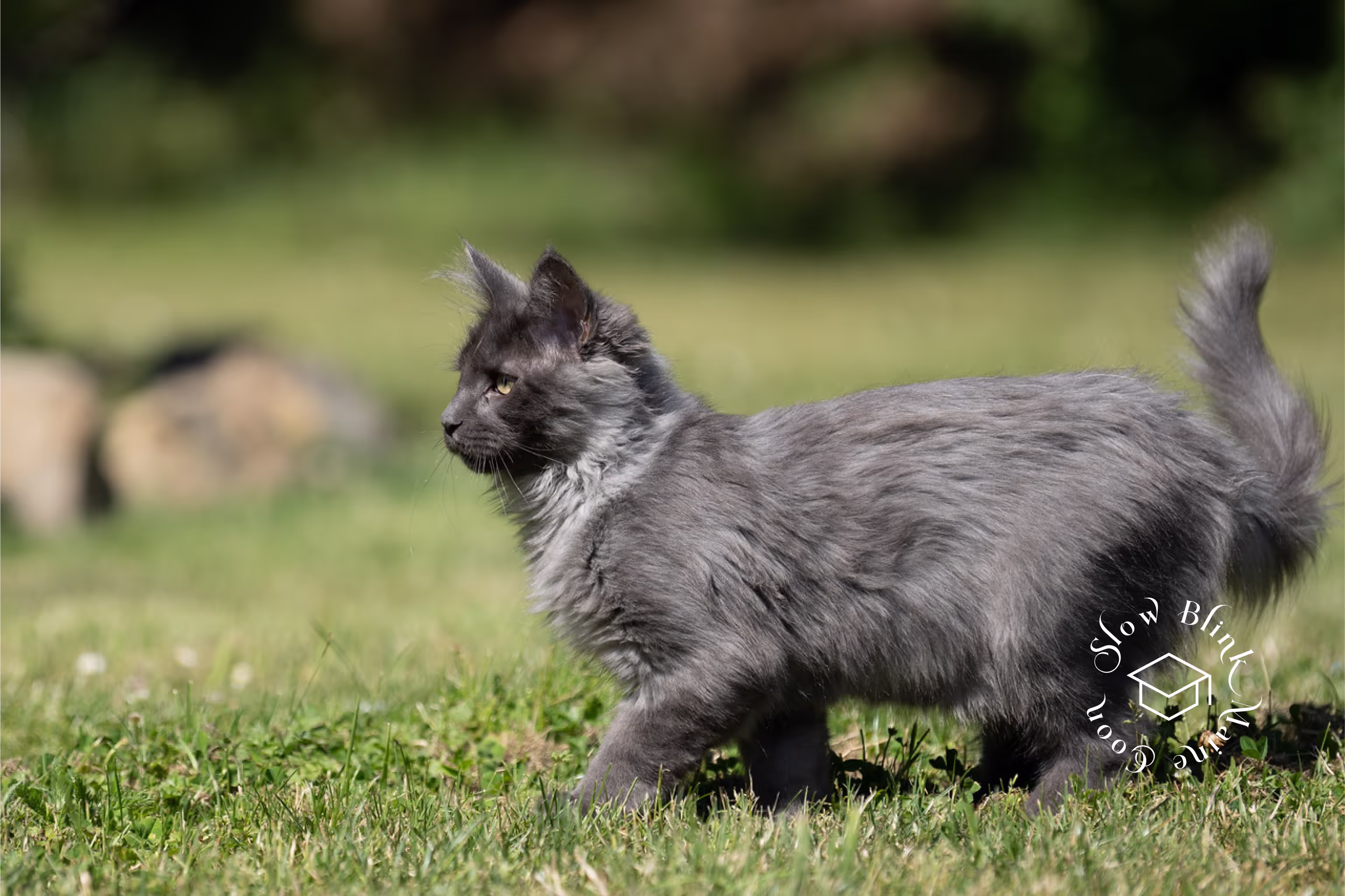 Customer Pictures of their Maine Coon Cats and Kittens who "Graduated" from SlowBlink MaineCoons > blue smoke maine coon | ems code mco as | male | idx26