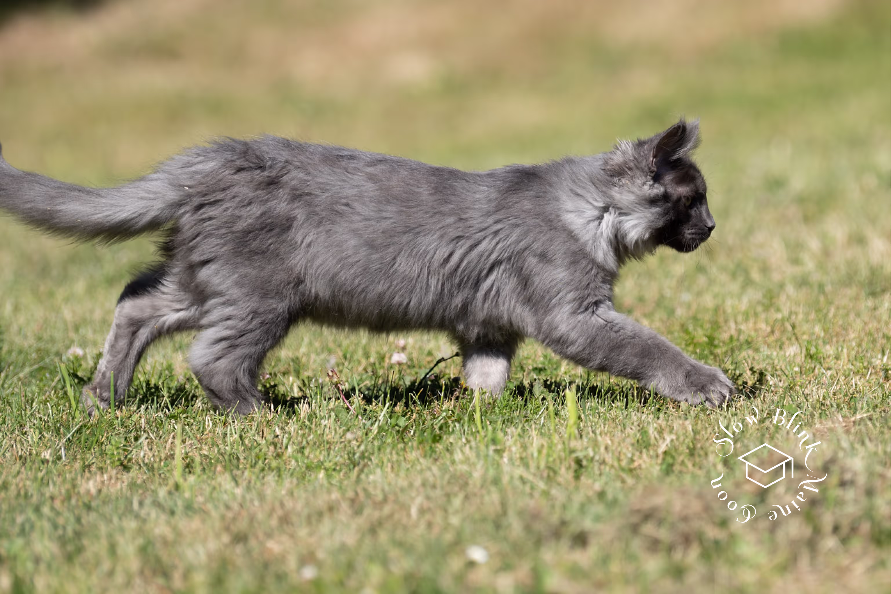 Customer Pictures of their Maine Coon Cats and Kittens who "Graduated" from SlowBlink MaineCoons > blue smoke maine coon | ems code mco as | male | idx27