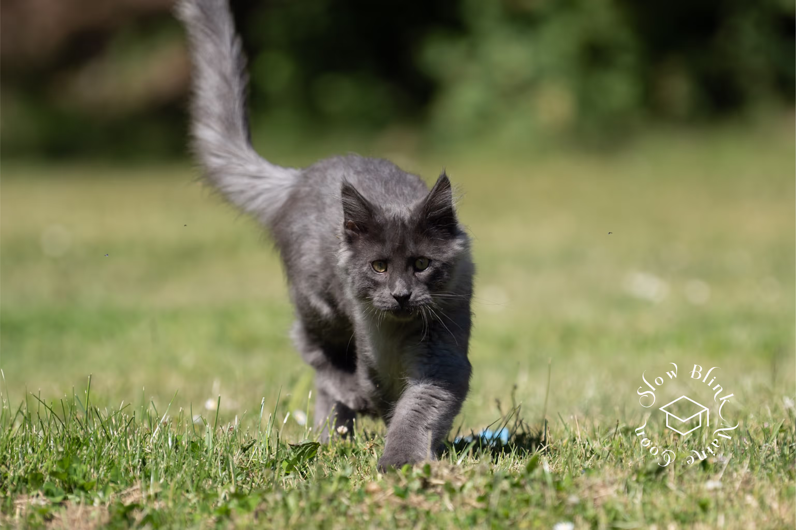 Customer Pictures of their Maine Coon Cats and Kittens who "Graduated" from SlowBlink MaineCoons > blue smoke maine coon | ems code mco as | male | idx28