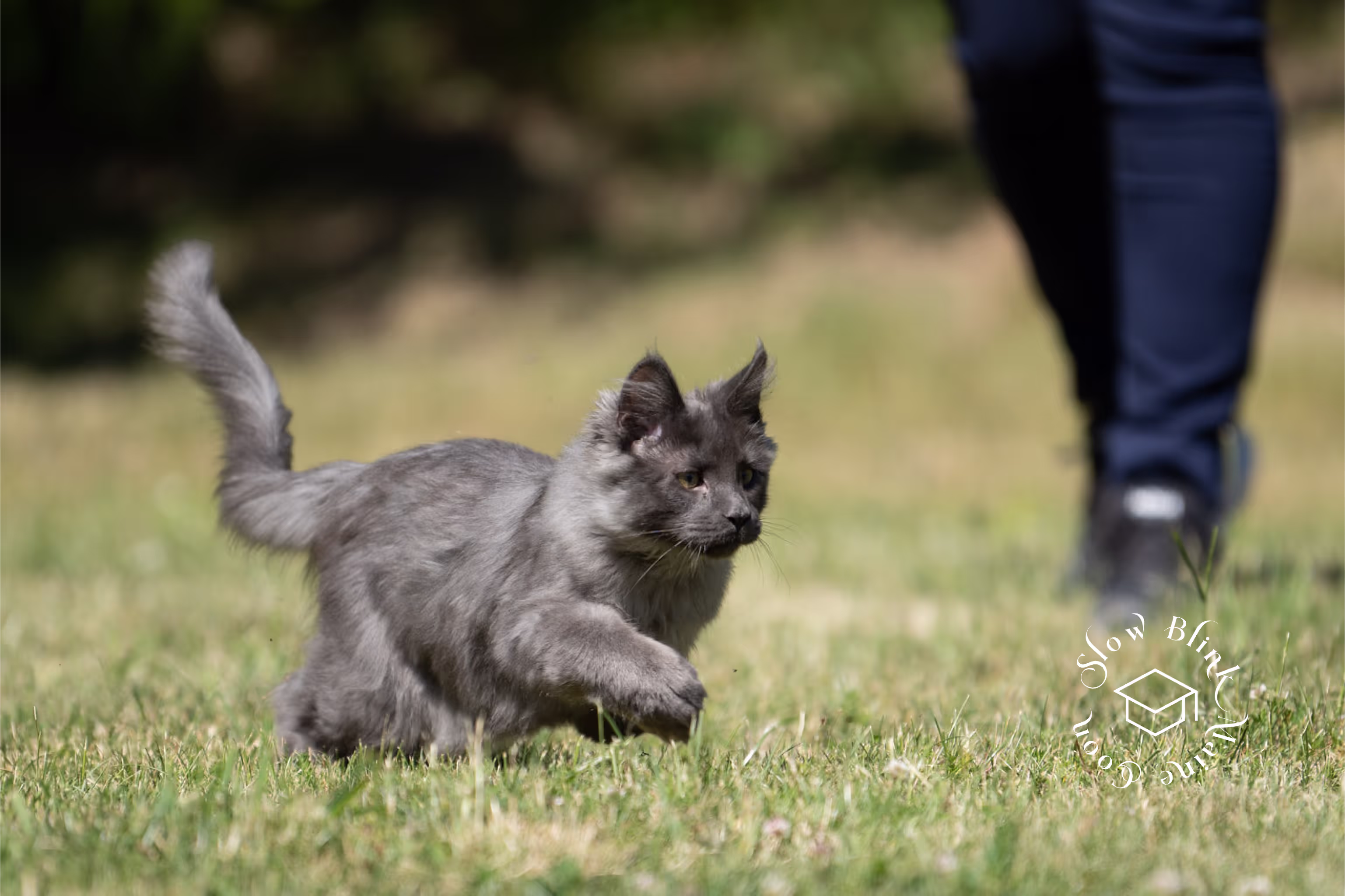 Customer Pictures of their Maine Coon Cats and Kittens who "Graduated" from SlowBlink MaineCoons > blue smoke maine coon | ems code mco as | male | idx29