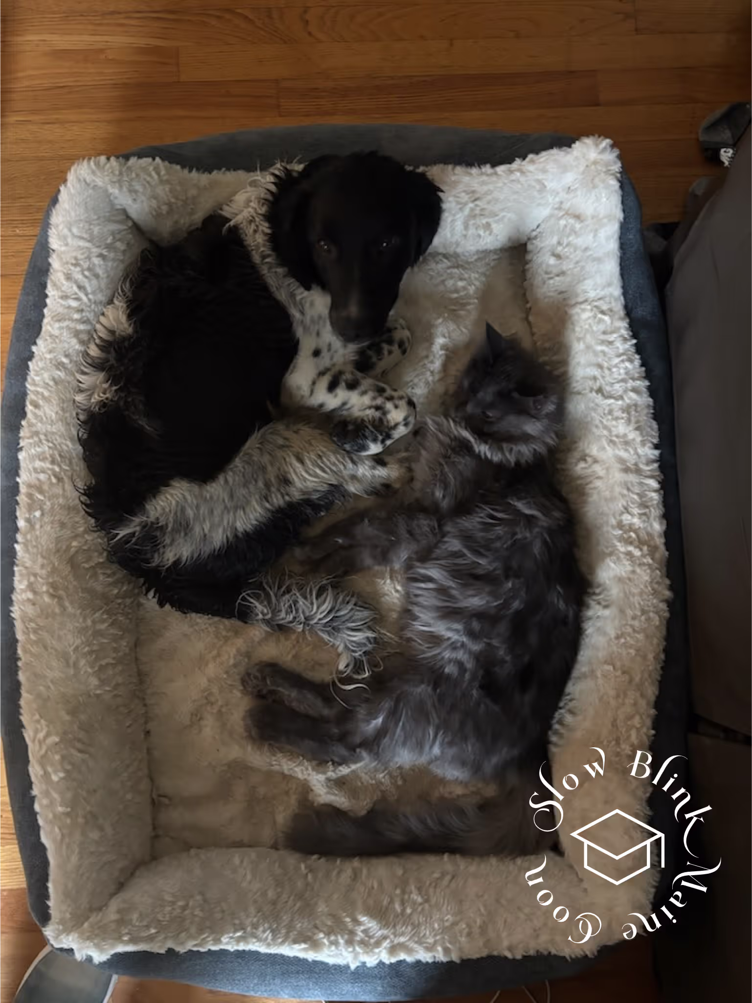 Customer Pictures of their Maine Coon Cats and Kittens who "Graduated" from SlowBlink MaineCoons > blue smoke maine coon | ems code mco as | male | idx30