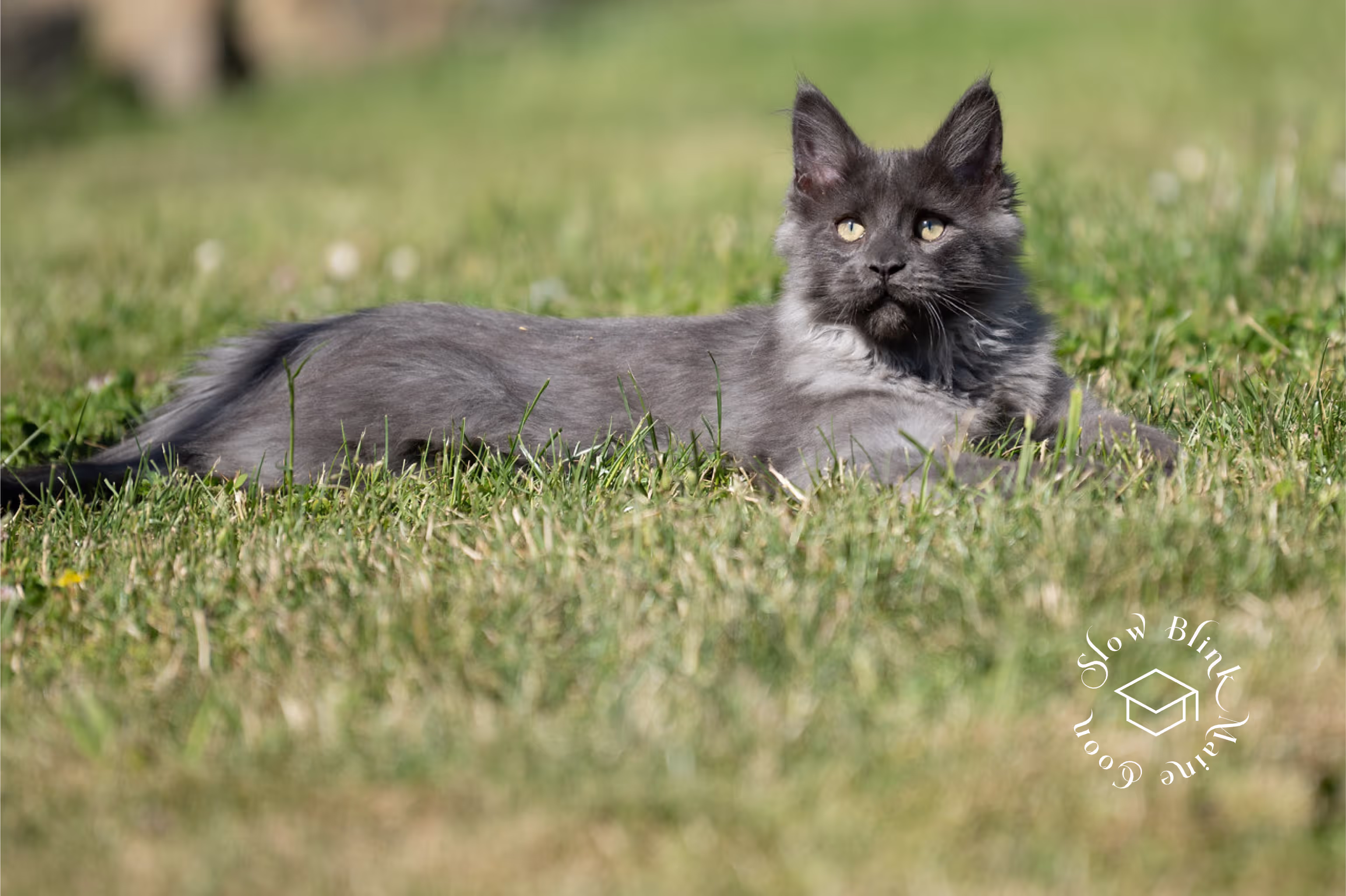 Customer Pictures of their Maine Coon Cats and Kittens who "Graduated" from SlowBlink MaineCoons > blue smoke maine coon | ems code mco as | male | idx31