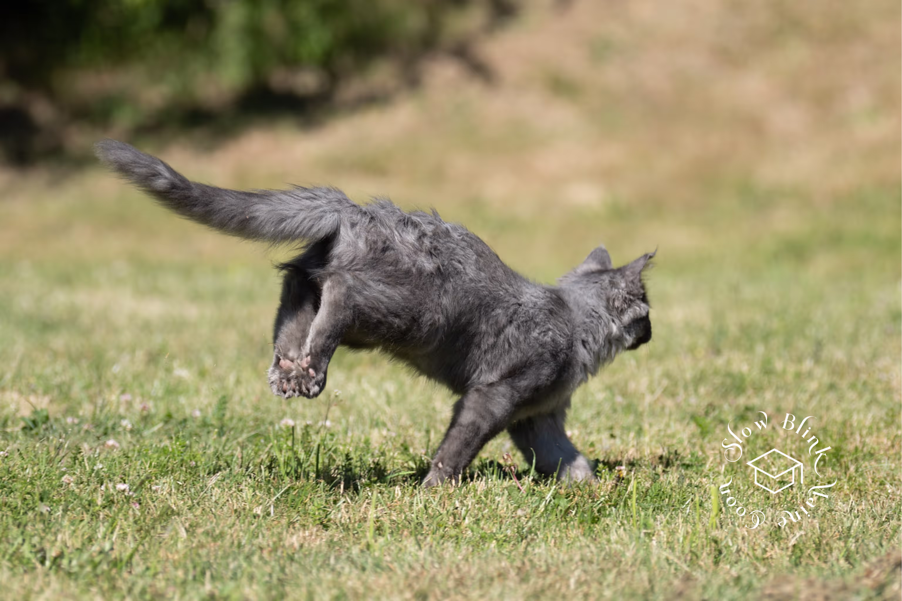 Customer Pictures of their Maine Coon Cats and Kittens who "Graduated" from SlowBlink MaineCoons > blue smoke maine coon | ems code mco as | male | idx32