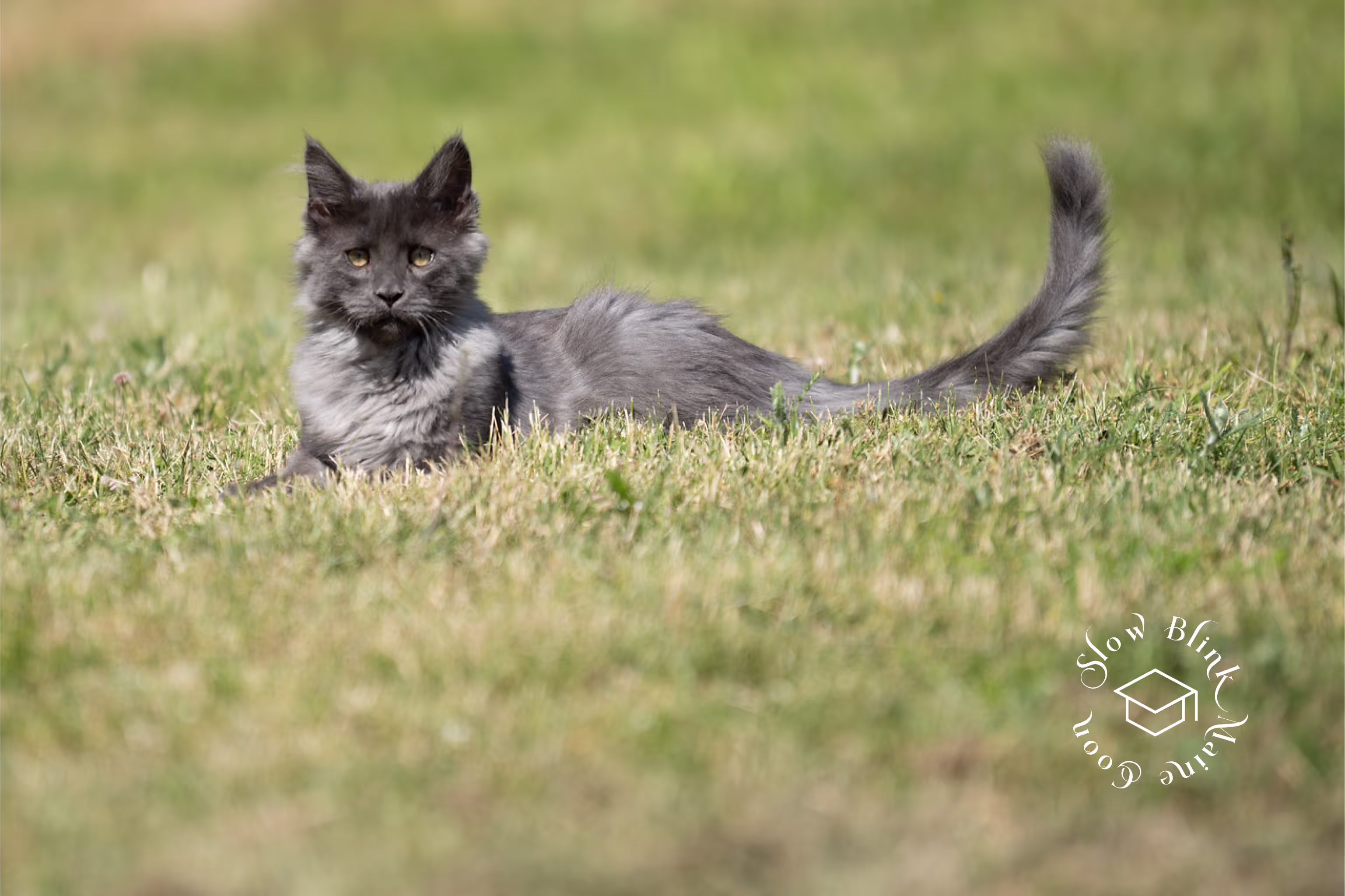 Customer Pictures of their Maine Coon Cats and Kittens who "Graduated" from SlowBlink MaineCoons > blue smoke maine coon | ems code mco as | male | idx33