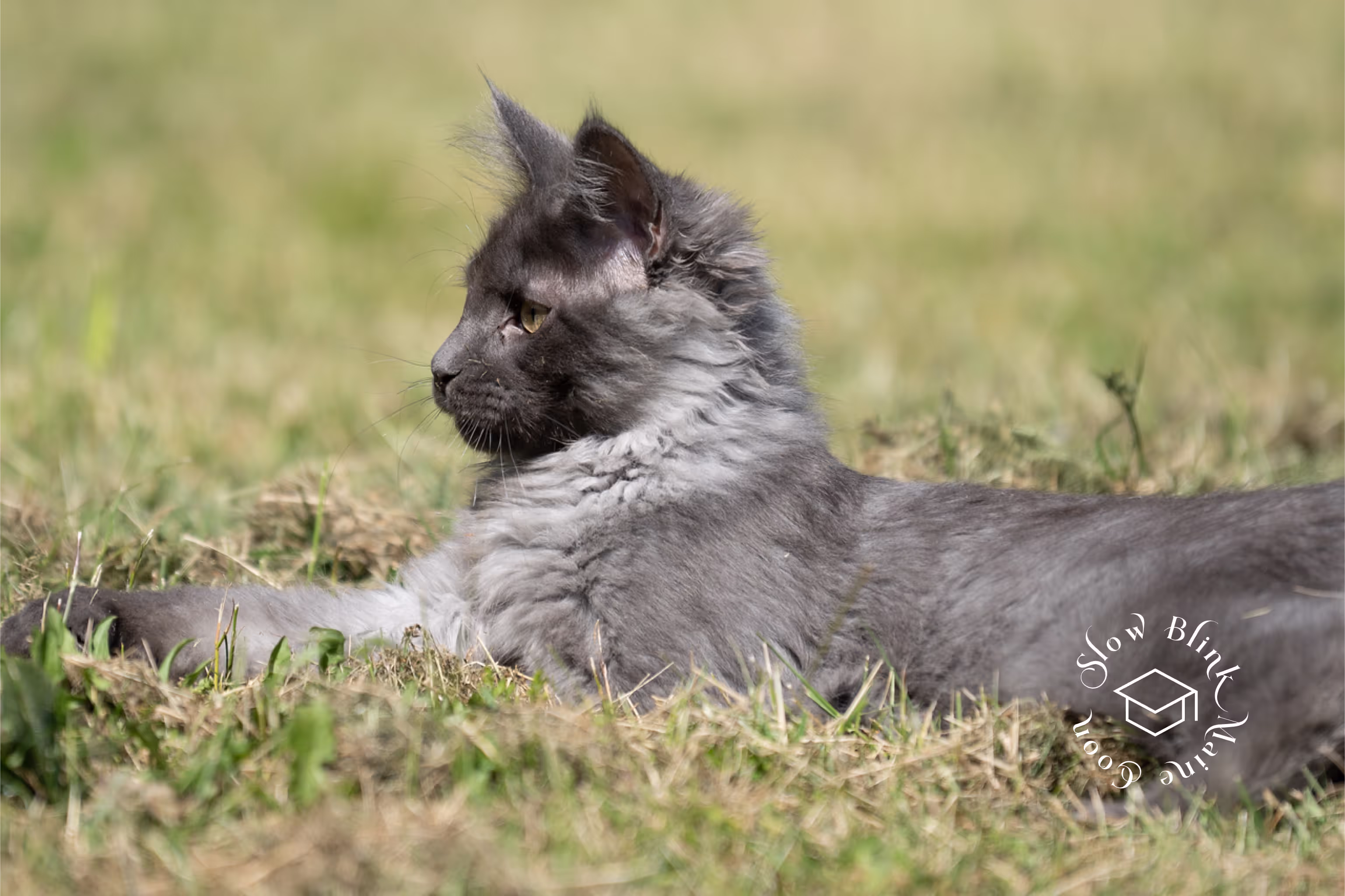 Customer Pictures of their Maine Coon Cats and Kittens who "Graduated" from SlowBlink MaineCoons > blue smoke maine coon | ems code mco as | male | idx34