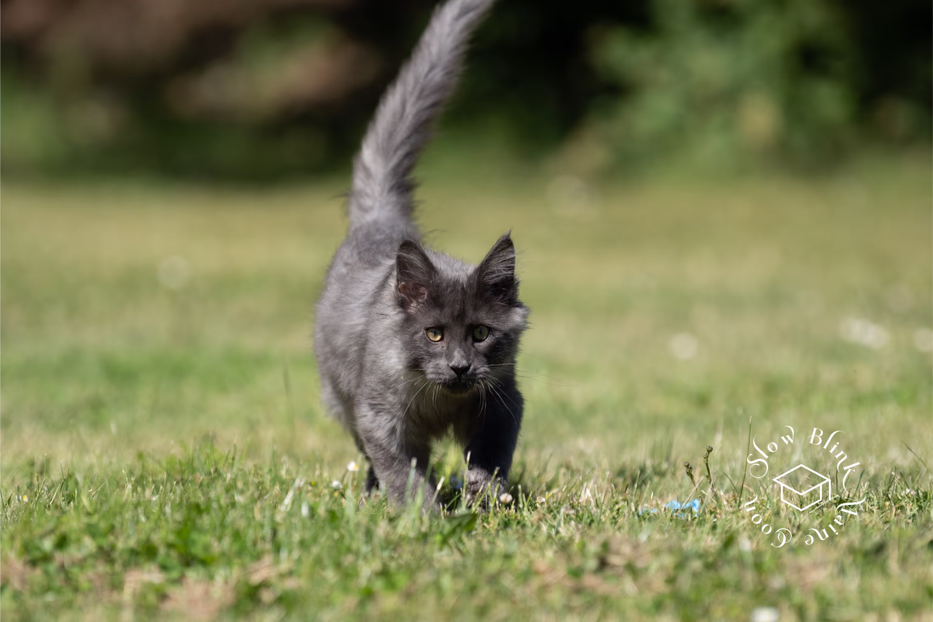 Customer Pictures of their Maine Coon Cats and Kittens who "Graduated" from SlowBlink MaineCoons > blue smoke maine coon | ems code mco as | male | idx35