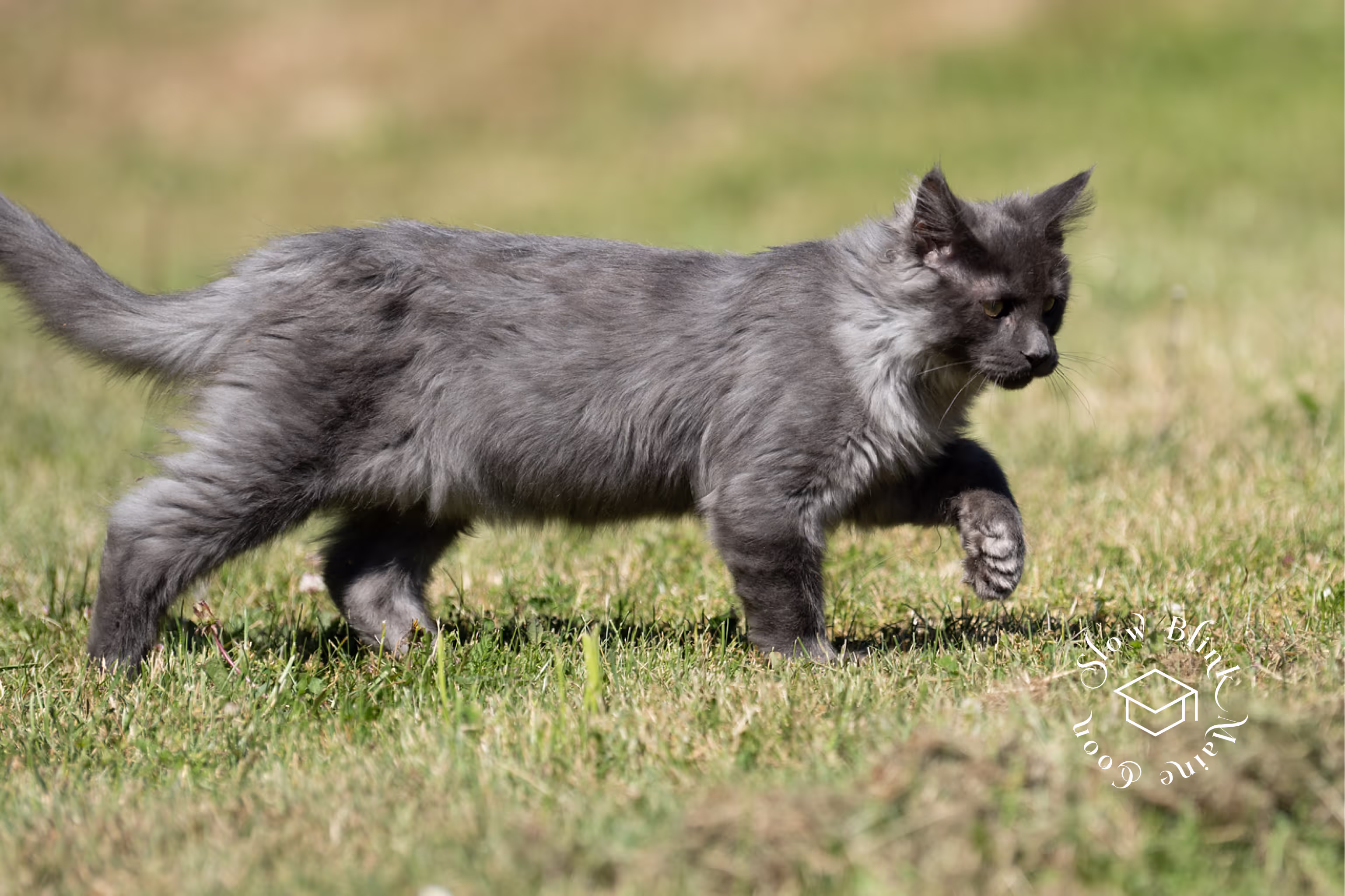 Customer Pictures of their Maine Coon Cats and Kittens who "Graduated" from SlowBlink MaineCoons > blue smoke maine coon | ems code mco as | male | idx36