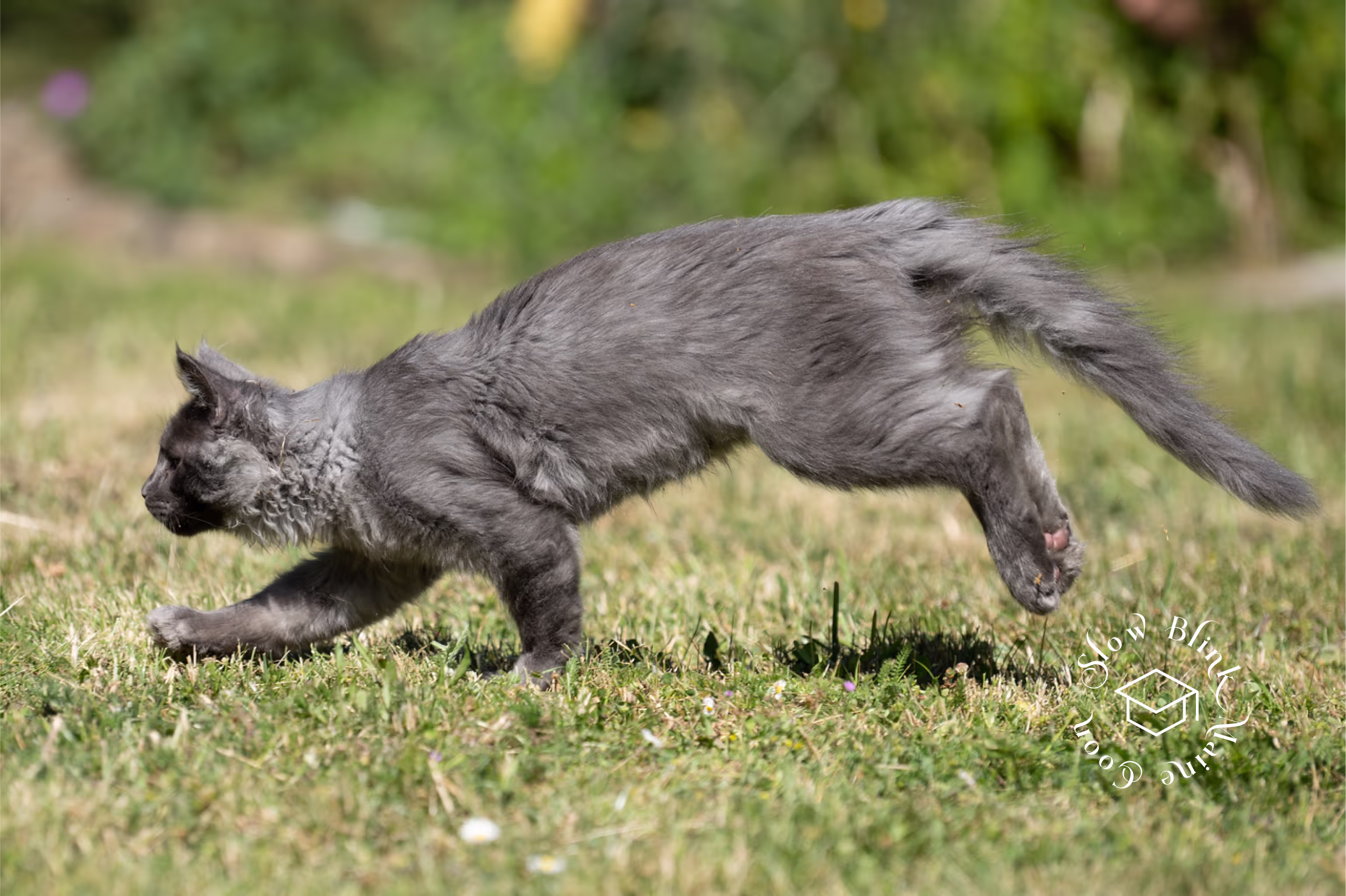 Customer Pictures of their Maine Coon Cats and Kittens who "Graduated" from SlowBlink MaineCoons > blue smoke maine coon | ems code mco as | male | idx37