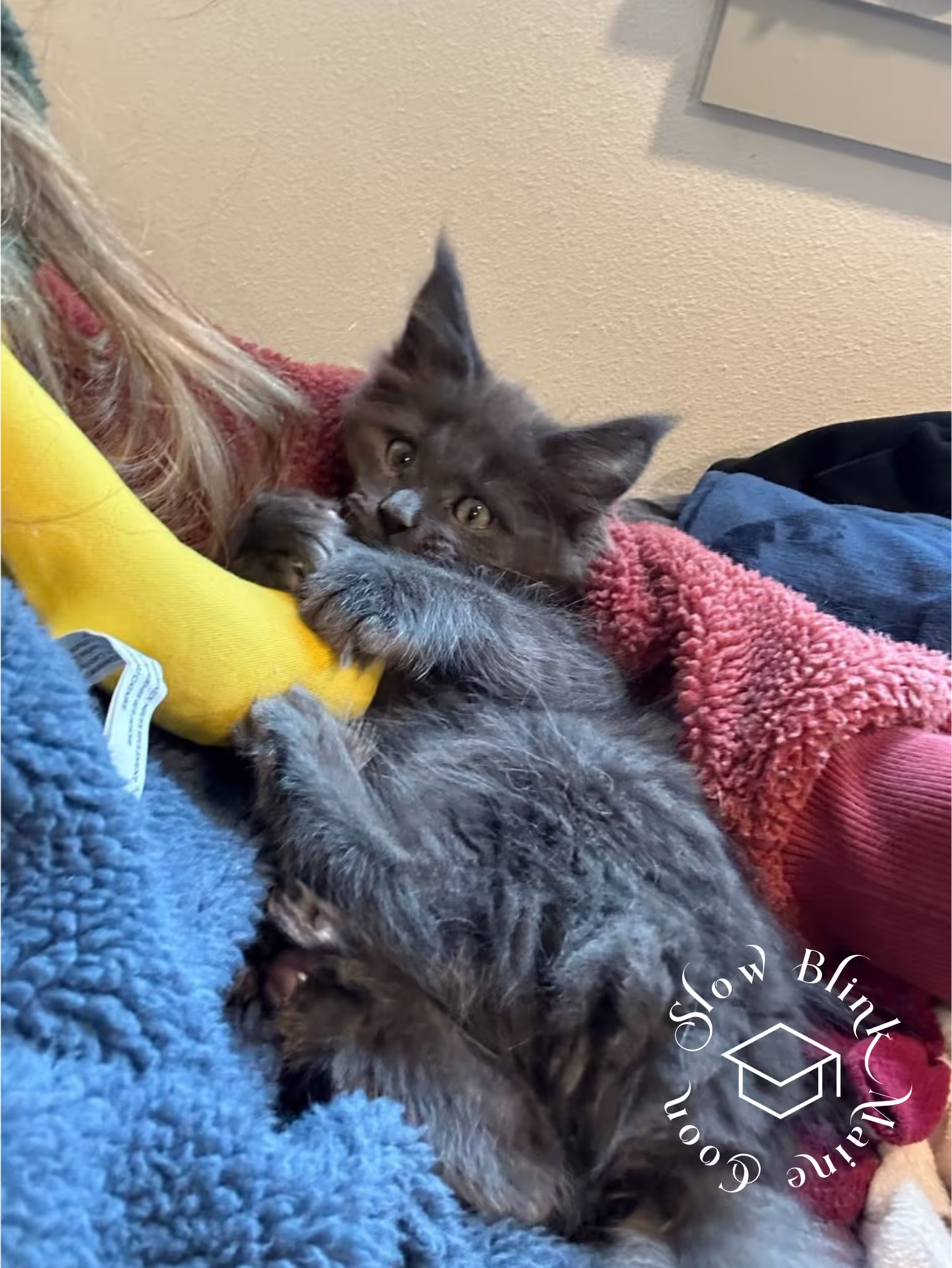 Customer Pictures of their Maine Coon Cats and Kittens who "Graduated" from SlowBlink MaineCoons > blue smoke maine coon | ems code mco as | male | idx38