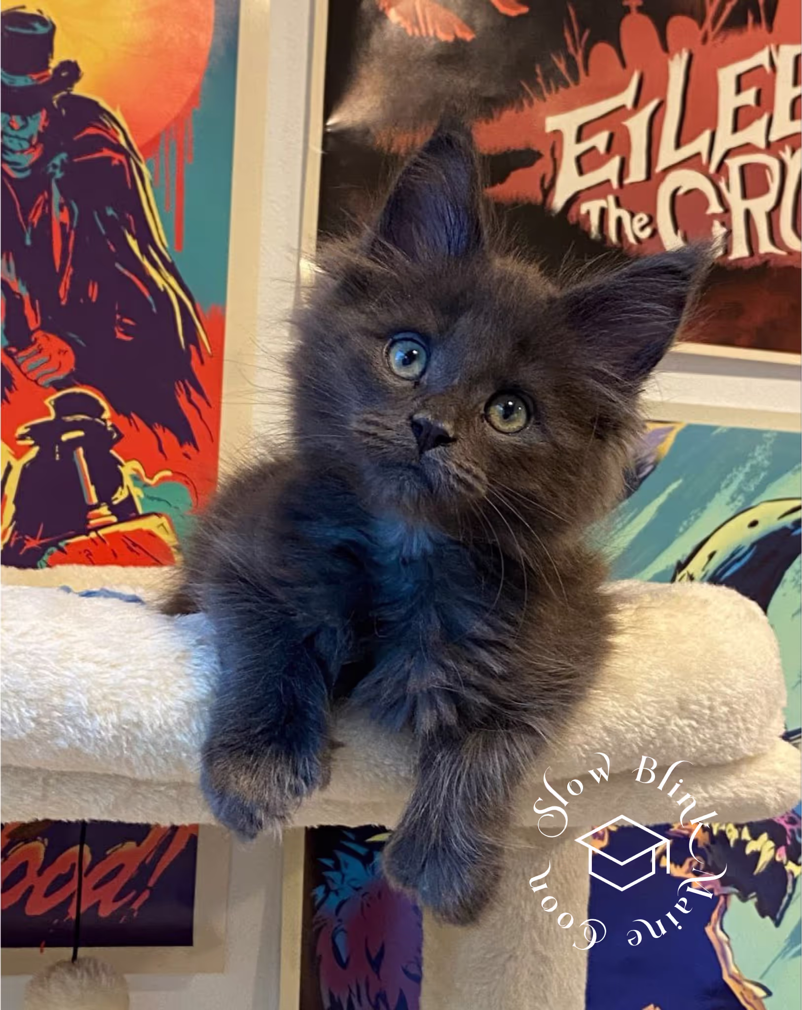 Customer Pictures of their Maine Coon Cats and Kittens who "Graduated" from SlowBlink MaineCoons > blue smoke maine coon | ems code mco as | male | idx39