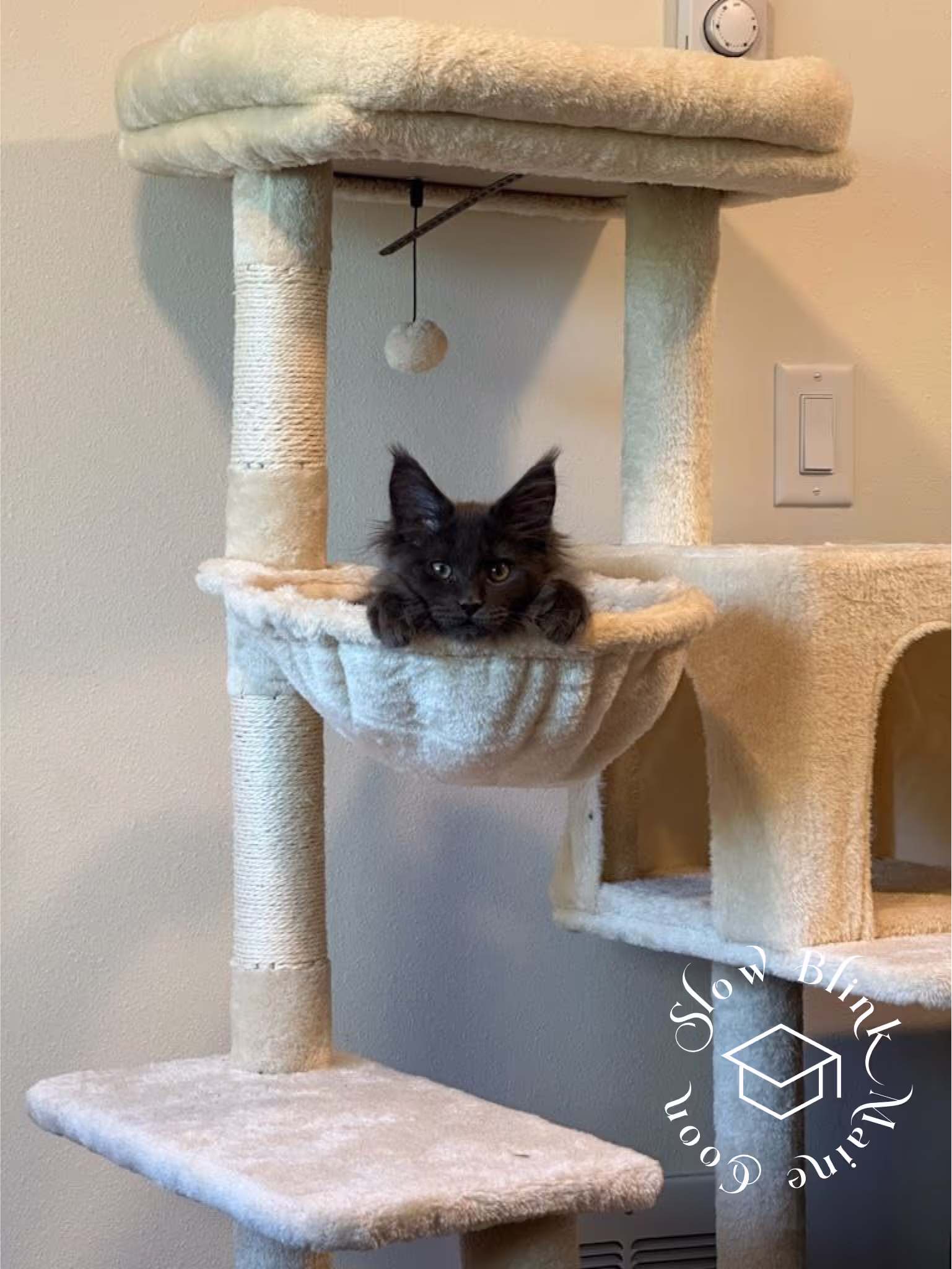 Customer Pictures of their Maine Coon Cats and Kittens who "Graduated" from SlowBlink MaineCoons > blue smoke maine coon | ems code mco as | male | idx40