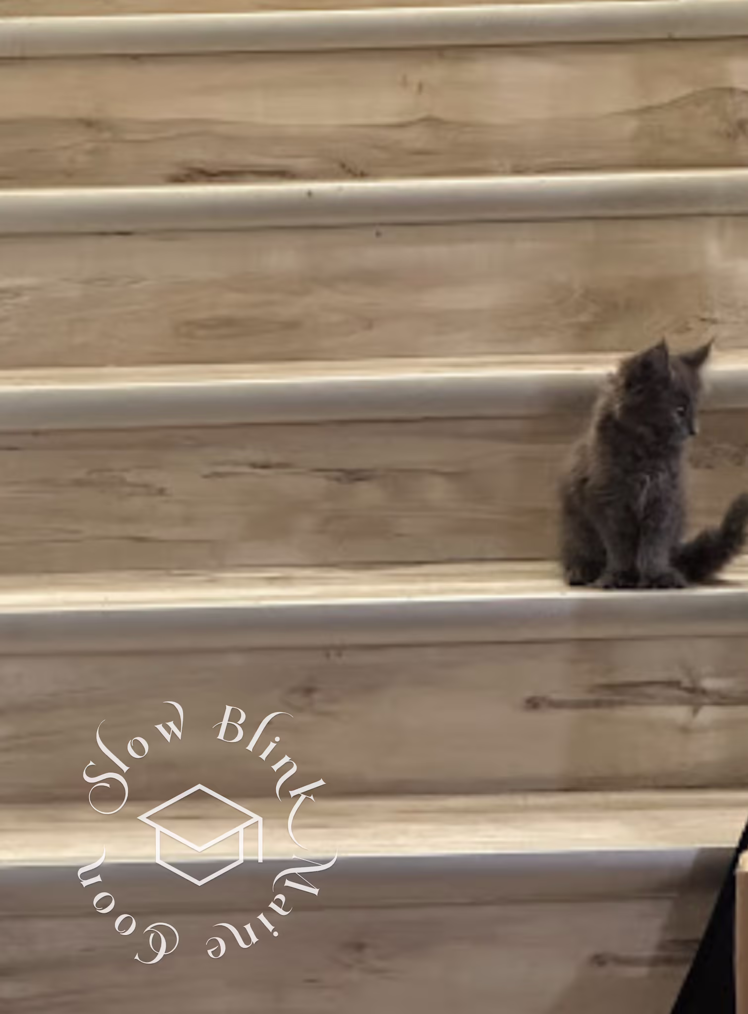 Customer Pictures of their Maine Coon Cats and Kittens who "Graduated" from SlowBlink MaineCoons > blue smoke poly max hill aug 2024 2