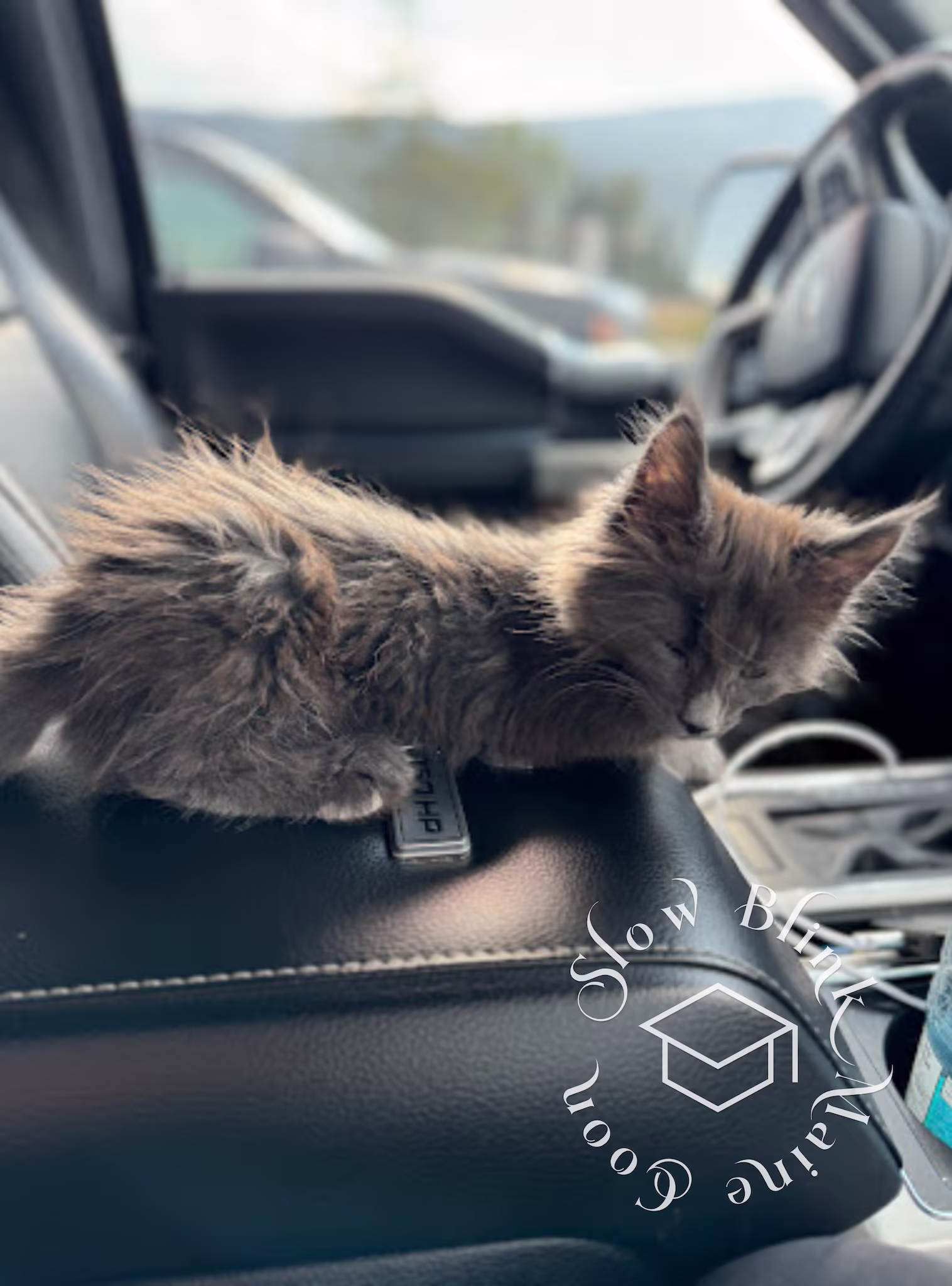 Customer Pictures of their Maine Coon Cats and Kittens who "Graduated" from SlowBlink MaineCoons > blue smoke poly max hill aug 2024 4