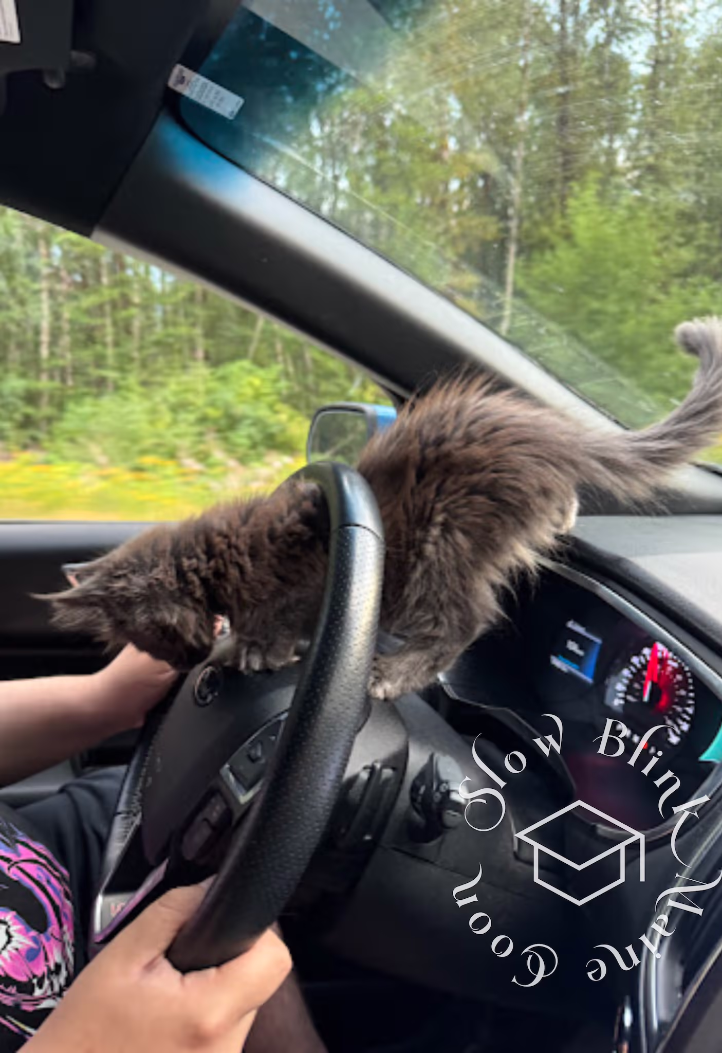 Customer Pictures of their Maine Coon Cats and Kittens who "Graduated" from SlowBlink MaineCoons > blue smoke poly max hill aug 2024 6