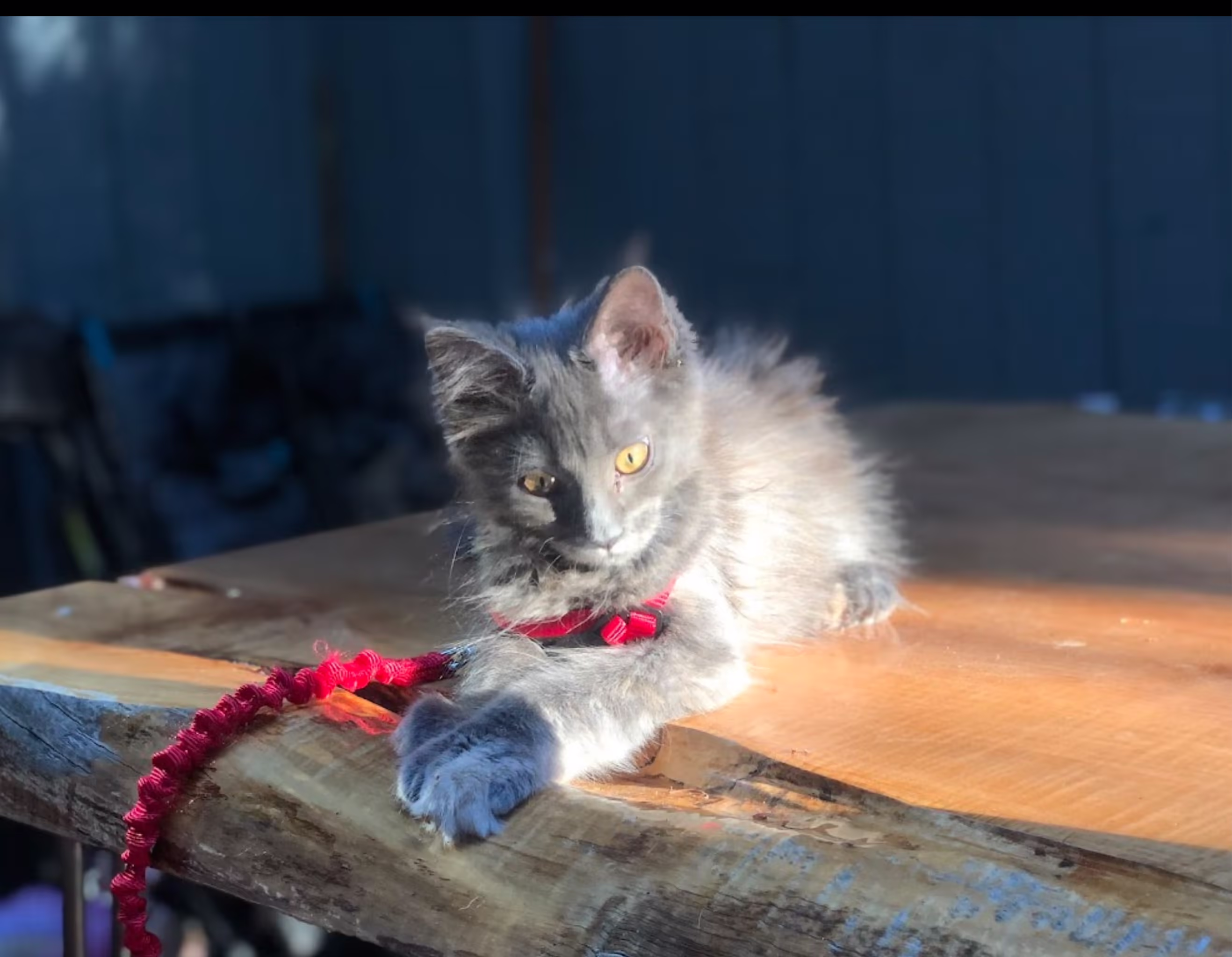 Customer Pictures of their Maine Coon Cats and Kittens who "Graduated" from SlowBlink MaineCoons > blue tortie poly female josh jul 2024 1