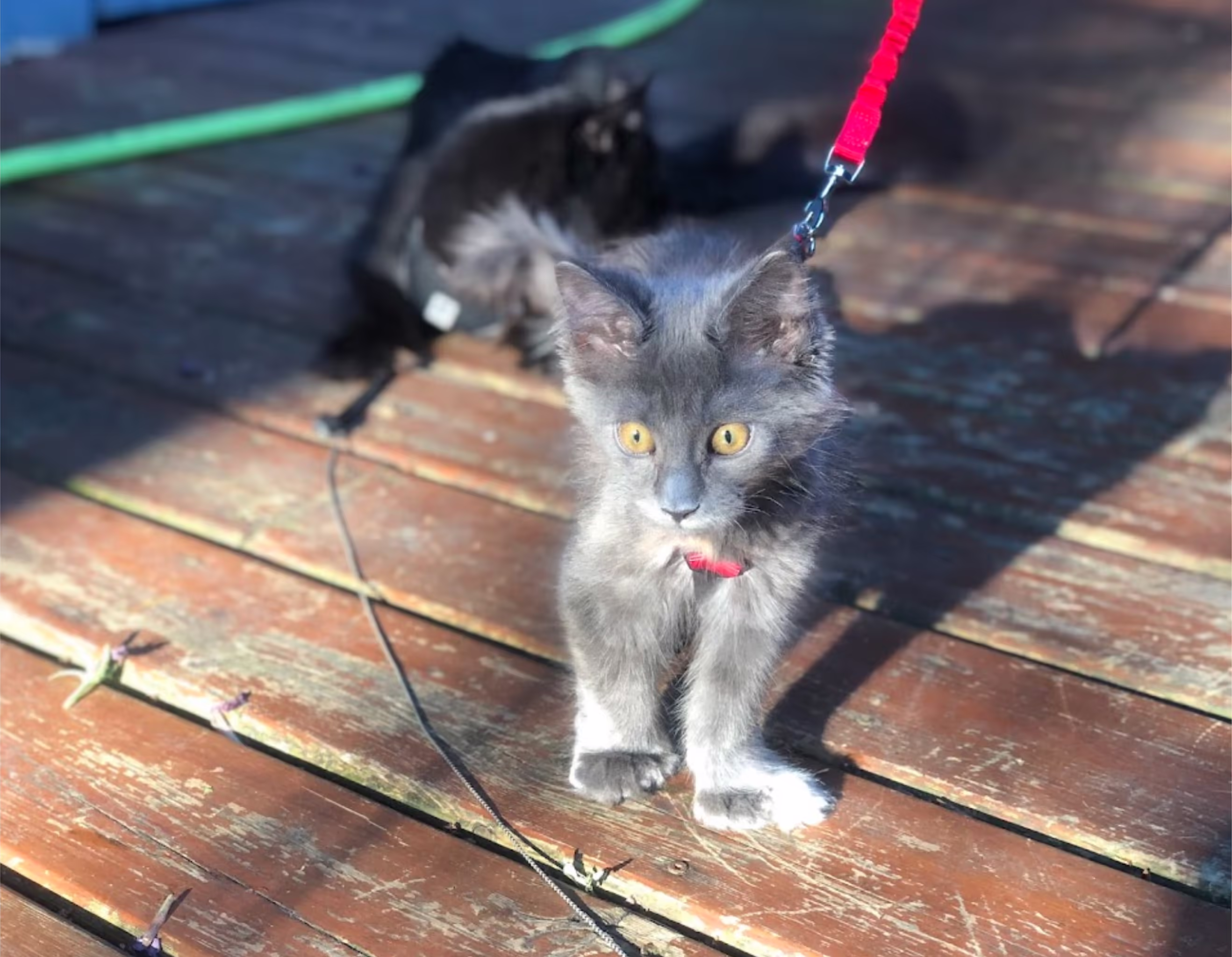 Customer Pictures of their Maine Coon Cats and Kittens who "Graduated" from SlowBlink MaineCoons > blue tortie poly female josh jul 2024 2 leash