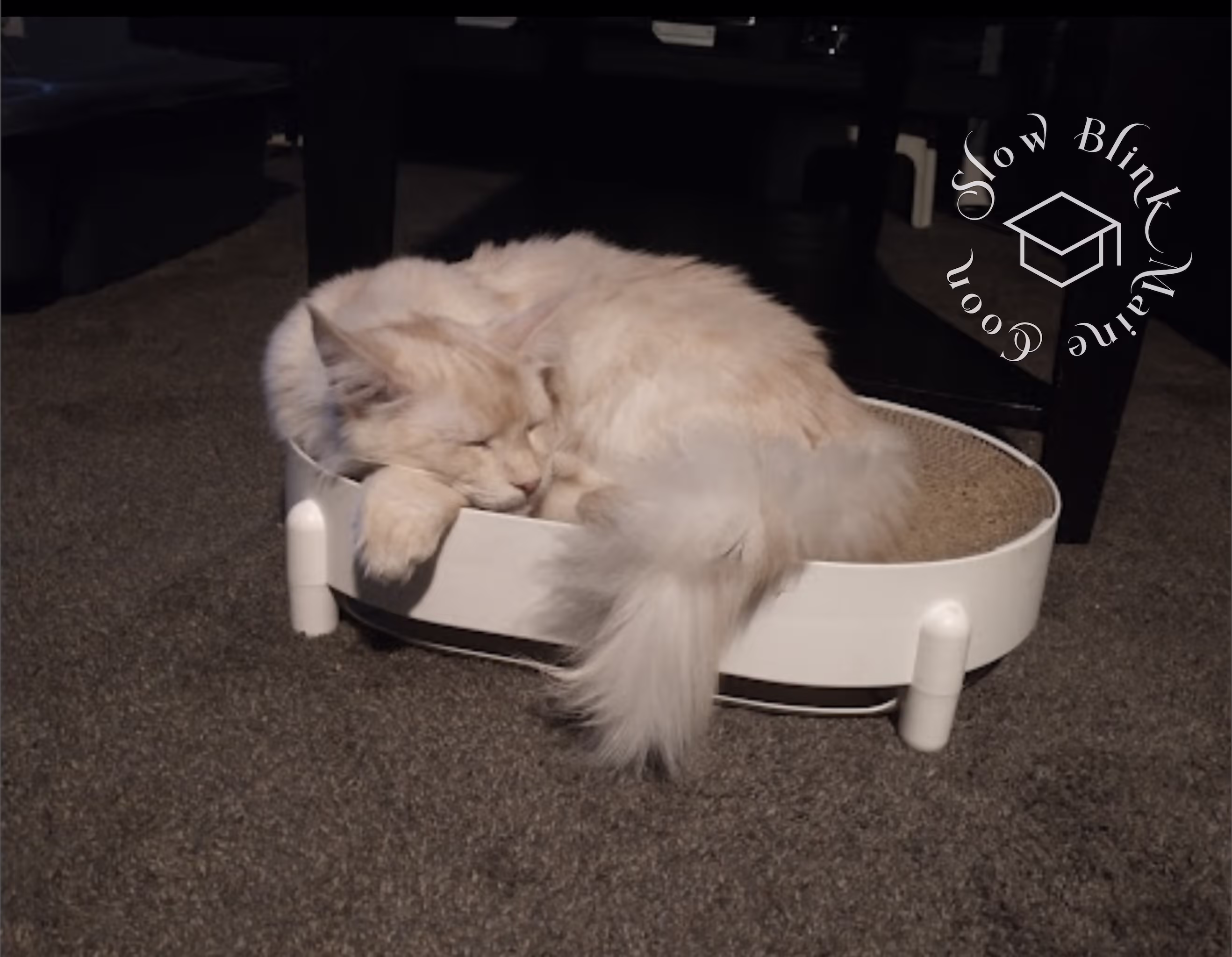 Customer Pictures of their Maine Coon Cats and Kittens who "Graduated" from SlowBlink MaineCoons > high silver cream poly male | customer gary | taken nov 2024 1