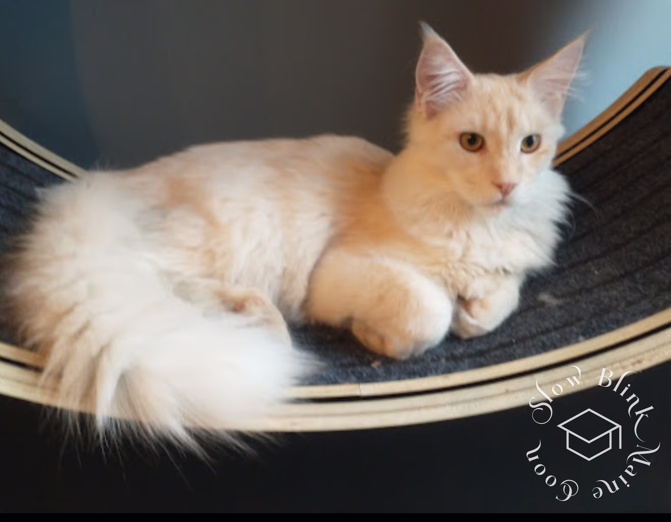 Customer Pictures of their Maine Coon Cats and Kittens who "Graduated" from SlowBlink MaineCoons > high silver cream poly male | customer gary | taken nov 2024 2
