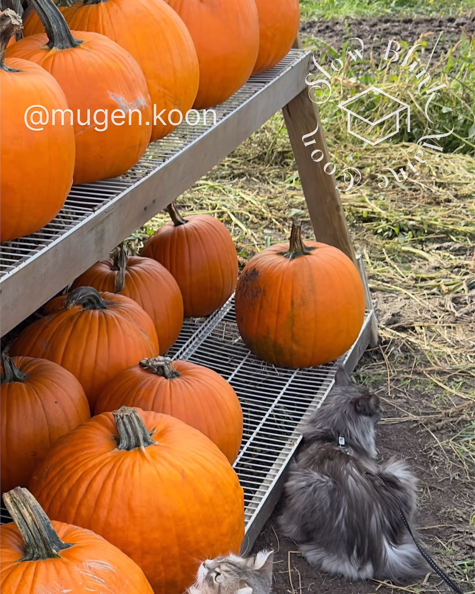 Customer Pictures of their Maine Coon Cats and Kittens who "Graduated" from SlowBlink MaineCoons > mugen.koon | blue smoke maine coon | male | ems code mco as | dec 2024 | idx 02