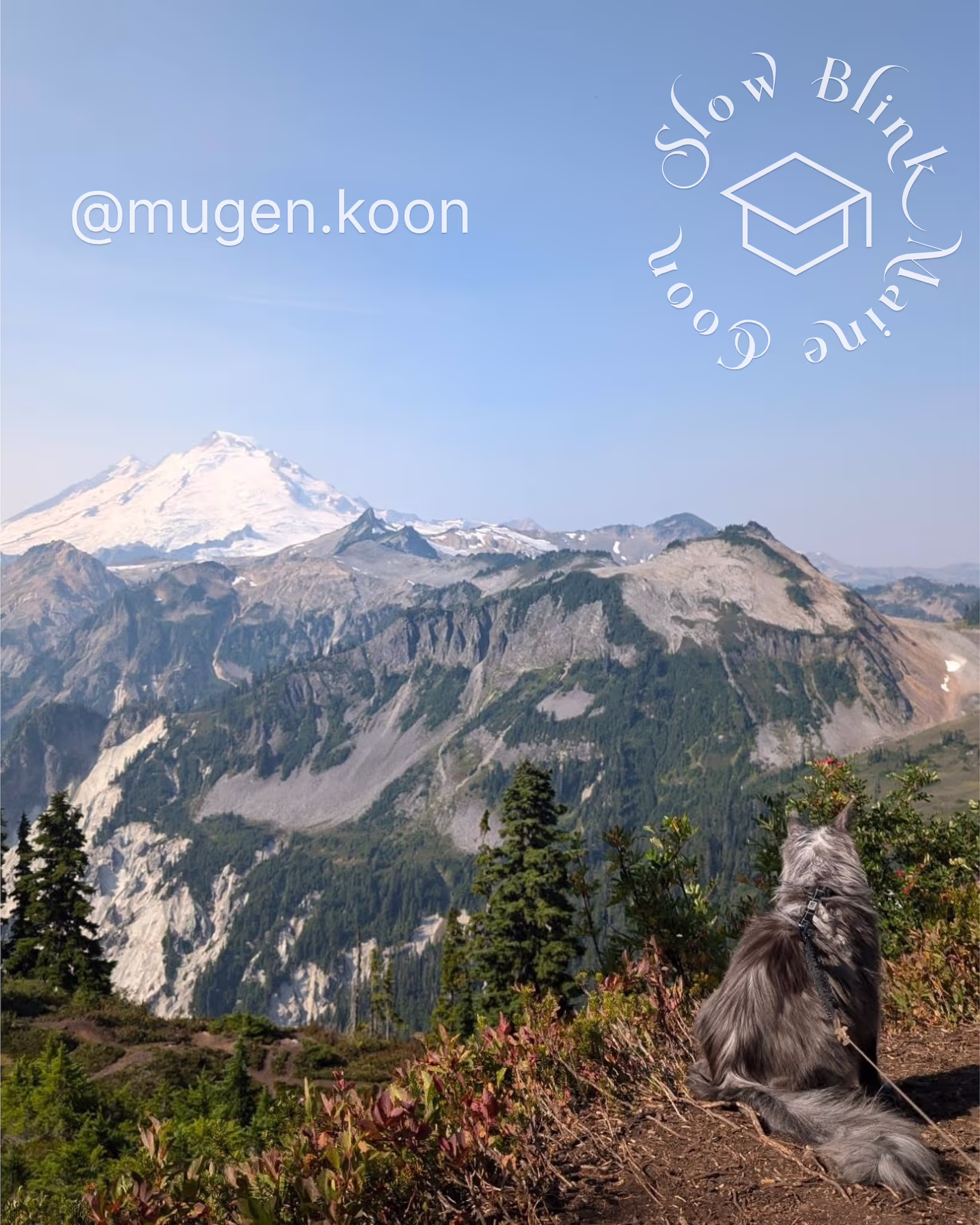 Customer Pictures of their Maine Coon Cats and Kittens who "Graduated" from SlowBlink MaineCoons > mugen.koon | blue smoke maine coon | male | ems code mco as | dec 2024 | idx 06