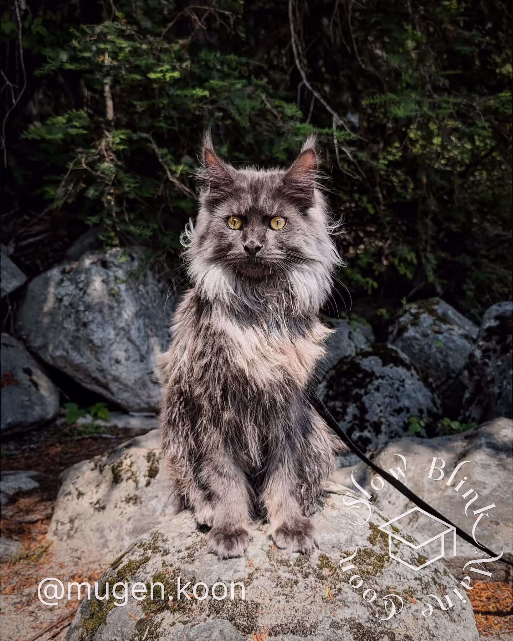 Customer Pictures of their Maine Coon Cats and Kittens who "Graduated" from SlowBlink MaineCoons > mugen.koon | blue smoke maine coon | male | ems code mco as | dec 2024 | idx 07