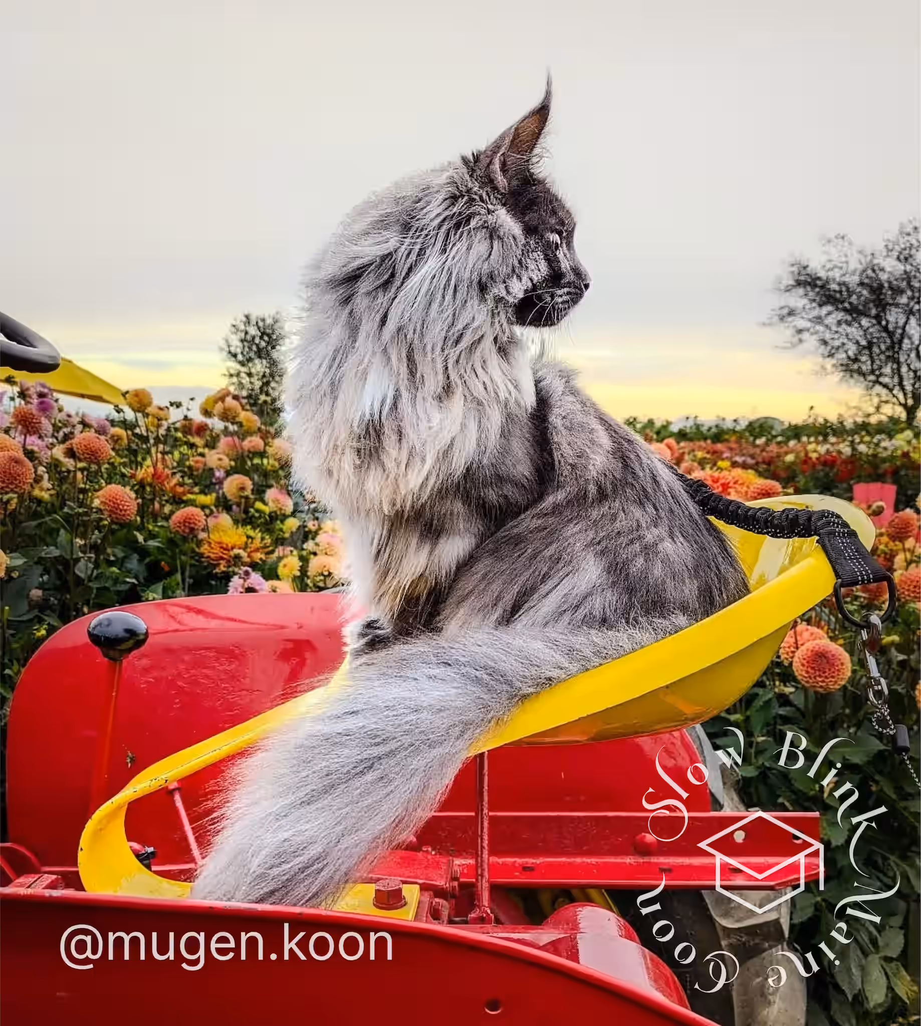 Customer Pictures of their Maine Coon Cats and Kittens who "Graduated" from SlowBlink MaineCoons > mugen.koon | blue smoke maine coon | male | ems code mco as | dec 2024 | idx 09