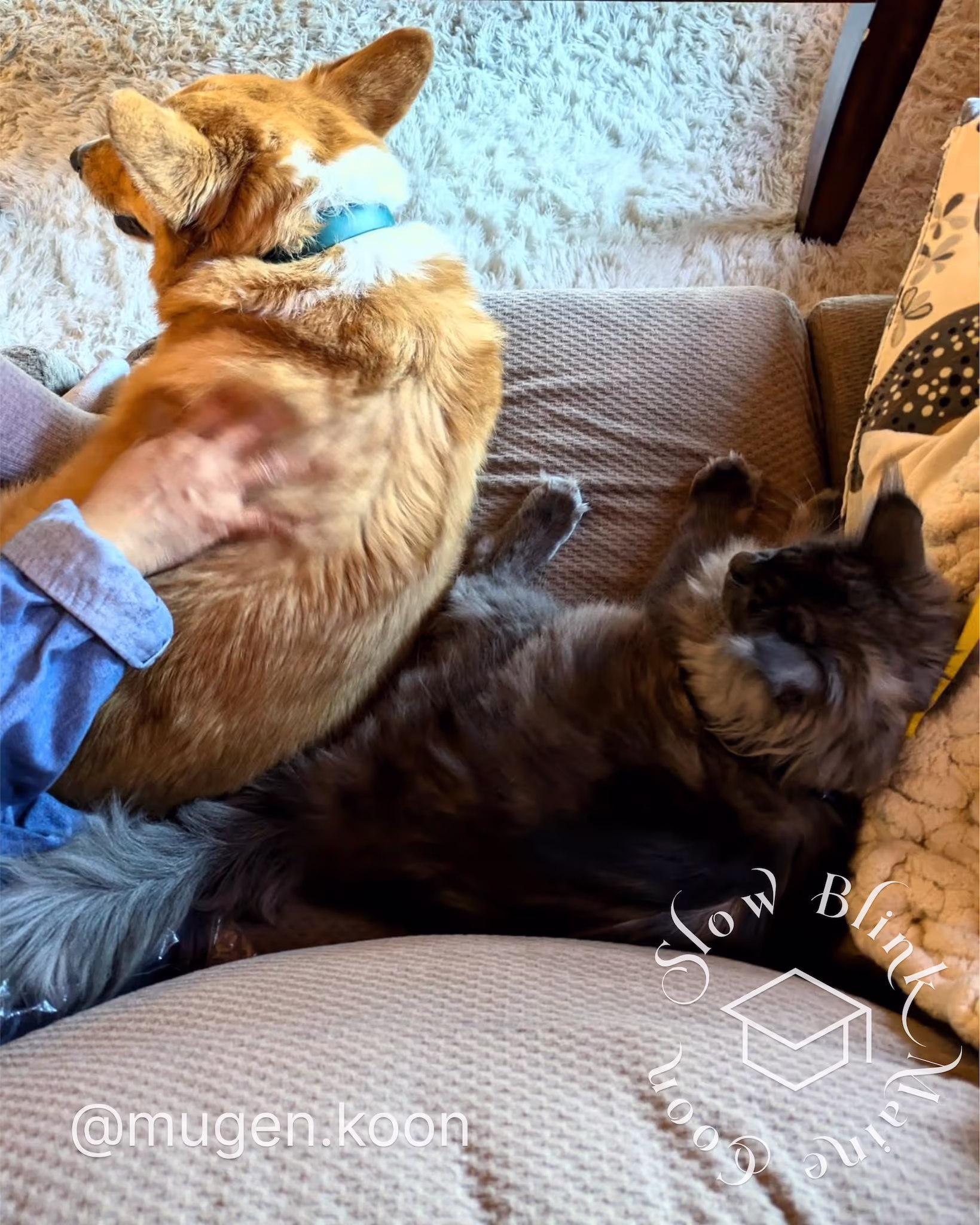 Customer Pictures of their Maine Coon Cats and Kittens who "Graduated" from SlowBlink MaineCoons > mugen.koon | blue smoke maine coon | male | ems code mco as | dec 2024 | idx 10