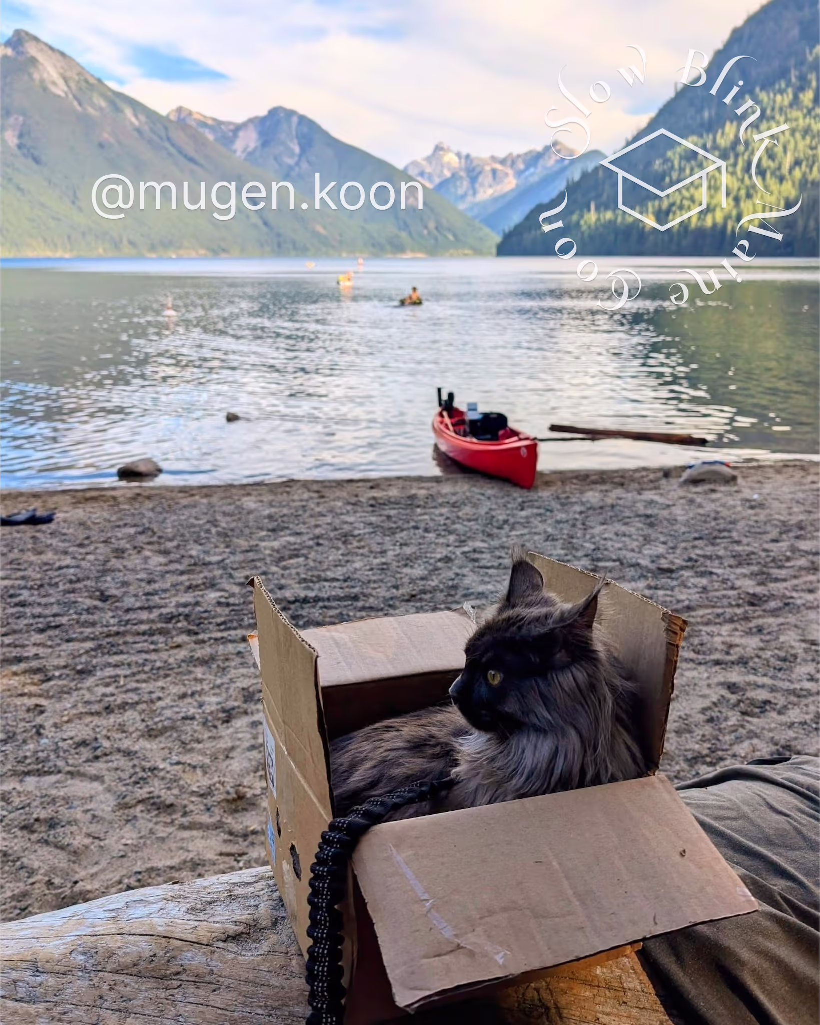 Customer Pictures of their Maine Coon Cats and Kittens who "Graduated" from SlowBlink MaineCoons > mugen.koon | blue smoke maine coon | male | ems code mco as | dec 2024 | idx 13