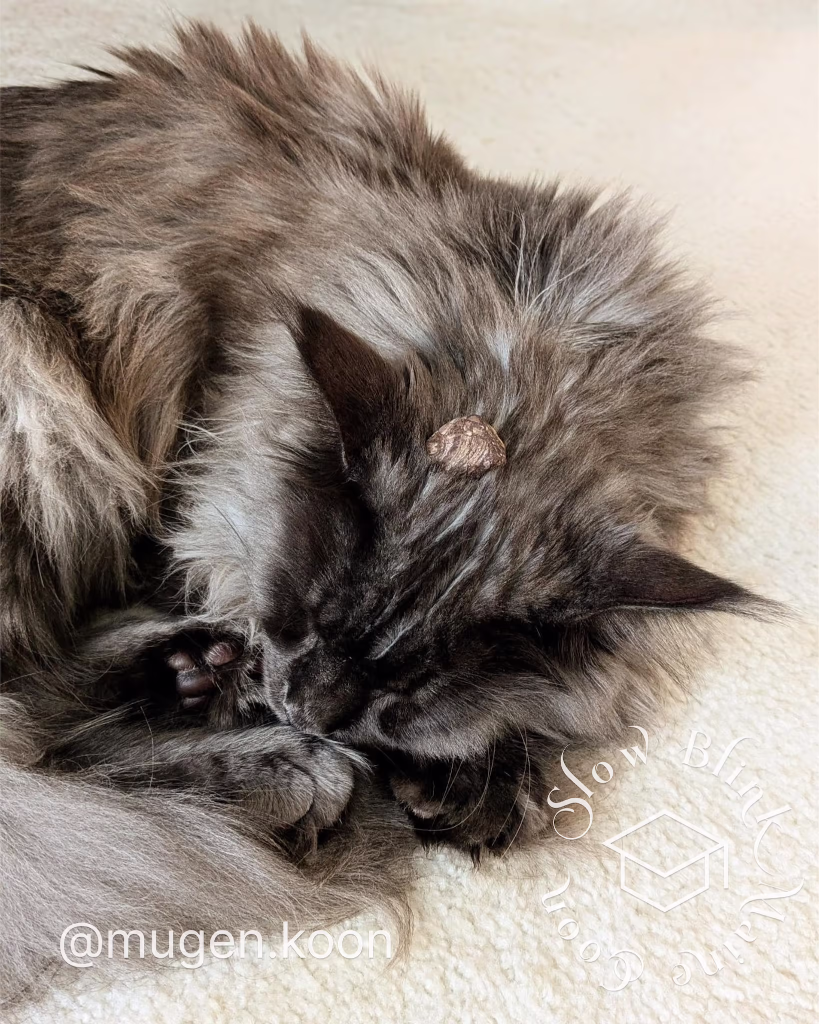 Customer Pictures of their Maine Coon Cats and Kittens who "Graduated" from SlowBlink MaineCoons > mugen.koon | blue smoke maine coon | male | ems code mco as | dec 2024 | idx 14