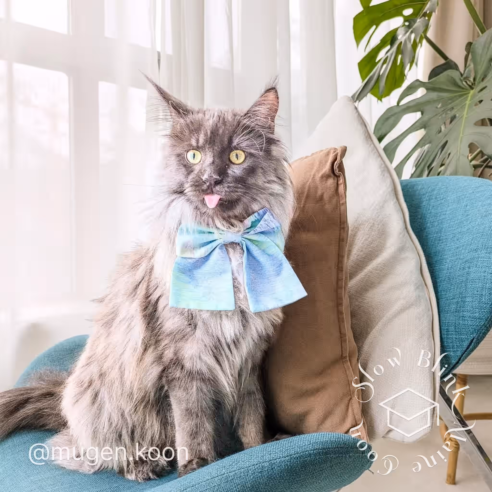 Customer Pictures of their Maine Coon Cats and Kittens who "Graduated" from SlowBlink MaineCoons > mugen.koon | blue smoke maine coon | male | ems code mco as | dec 2024 | idx 15