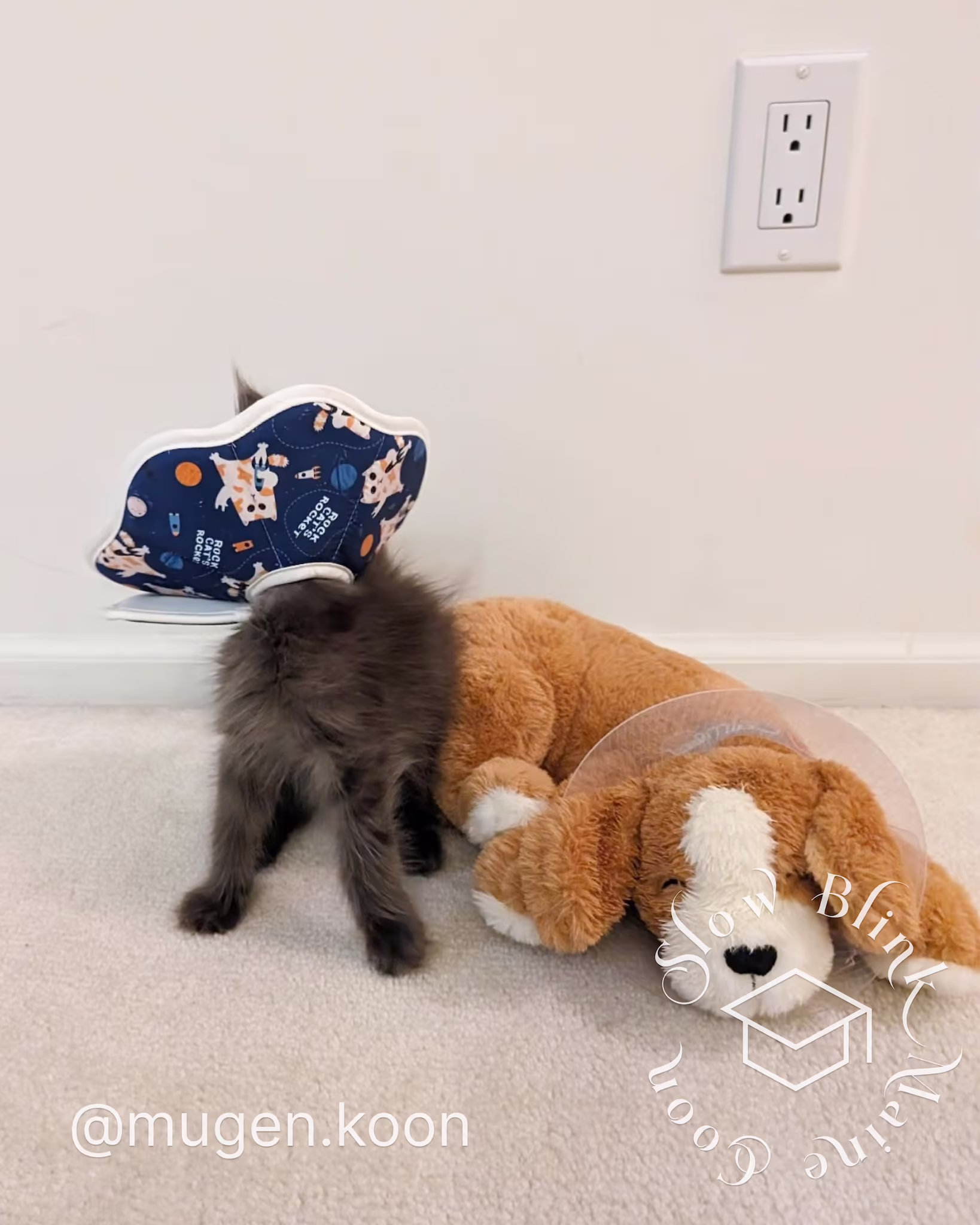 Customer Pictures of their Maine Coon Cats and Kittens who "Graduated" from SlowBlink MaineCoons > mugen.koon | blue smoke maine coon | male | ems code mco as | dec 2024 | idx 20